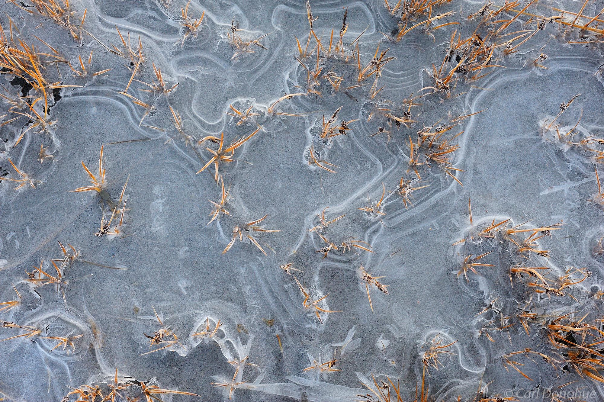 Ice patterns and dead grasses at freeze-up, late fall, on a small stream near Icy Bay, Wrangell-St. Elias National Park and Preserve...