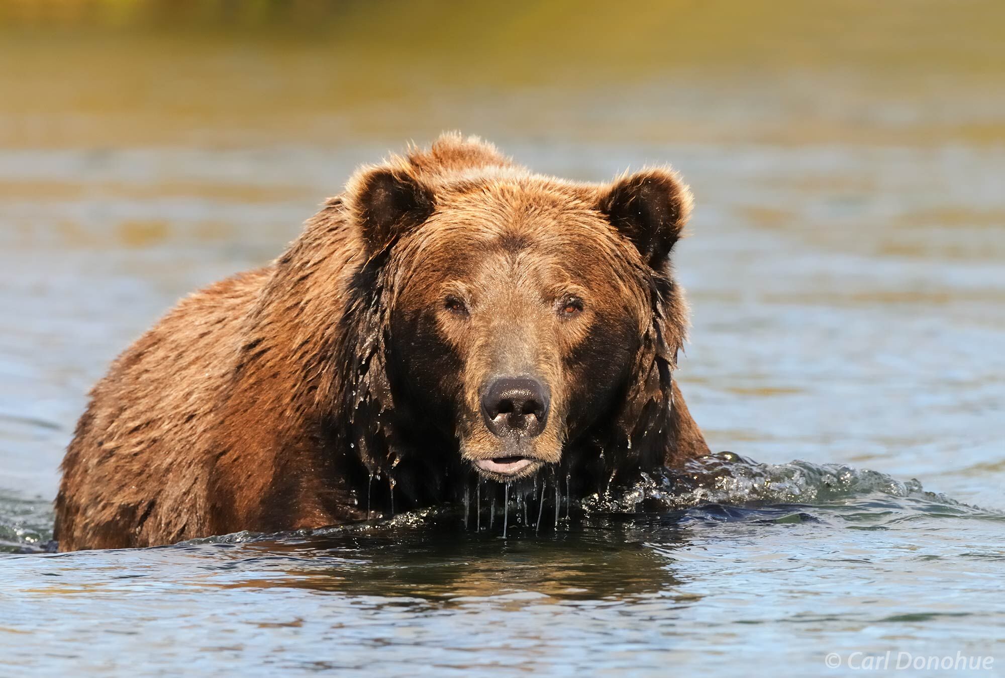 Alaska fat Bear photos. A large male, a very fat bear, an adult brown bear, raises its massive head from the river, where he...