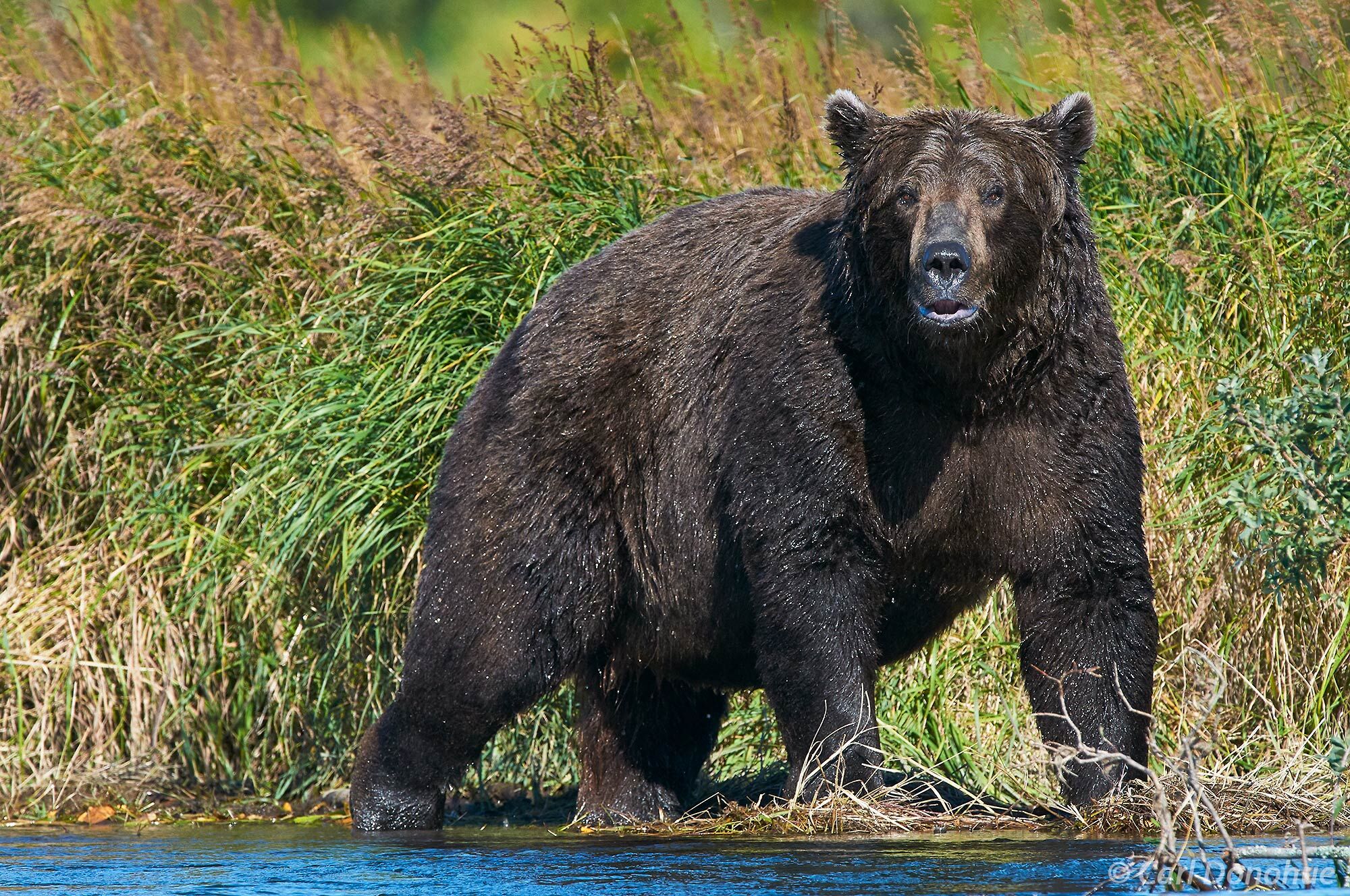 Another Fat bear of the Week winner, world-famous “Chunk”, the legend. Brown bear photos, Katmai National Park and Preserve...