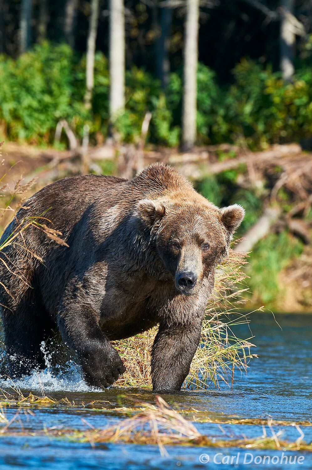 Fans around the world voted (again) for Otis to be Fat Bear of the Year, winner of Fat Bear Week on Brooks River in Katmai National Park. Otis is a longtime fav