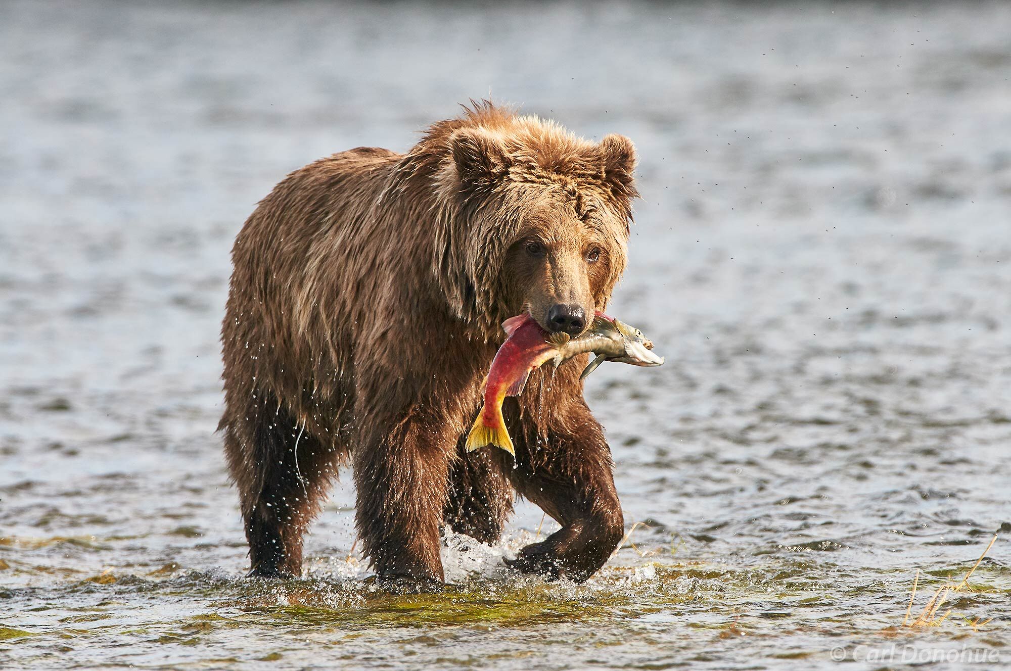 A young juvenile brown bear, Ursus arctos, walks through the shallow waters to find a place on shore to feed on a freshly caught...