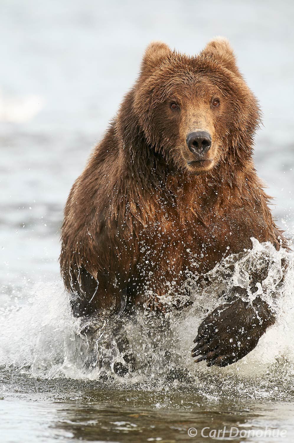 Fleeing another larger adult brown bear, this young brown bear raced for his life through the shallow water of Brooks River, Katmai National Park and Preserve A