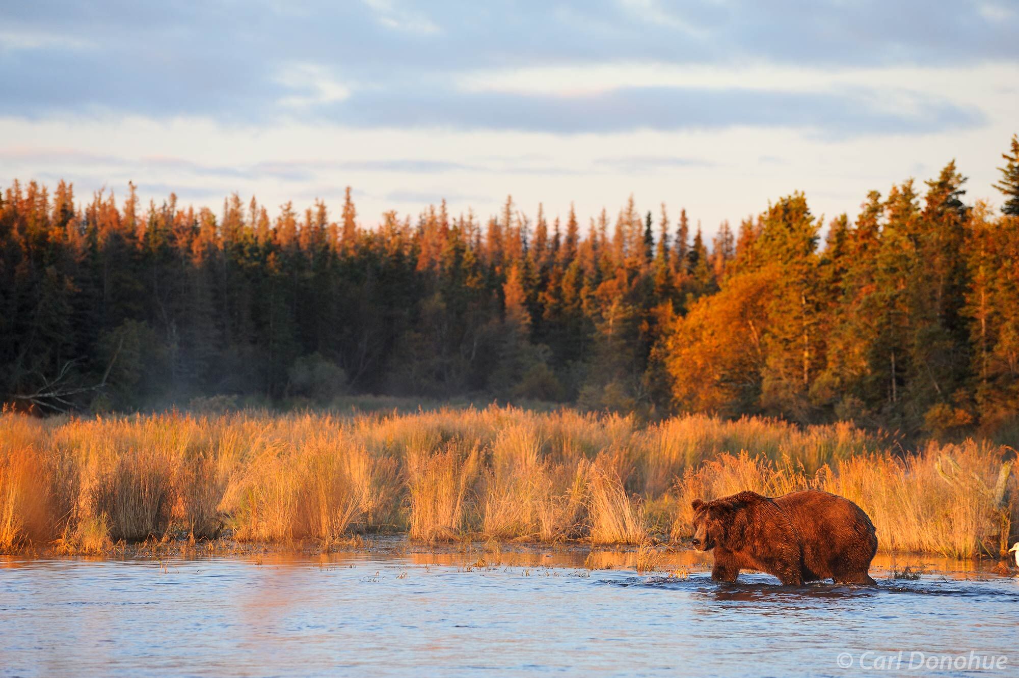 A brown bear patrols the river's edge at dawn, searching for spawning Sockeye salmon. Brown bear (Ursus arctos), Brooks River...