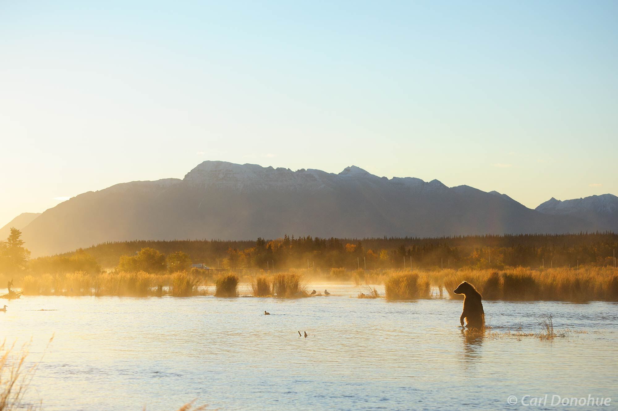 Brown bear, Ursus arctos, walking upright down Brooks Lake near the footbridge, first light of a cool, foggy morning. Brown bear...