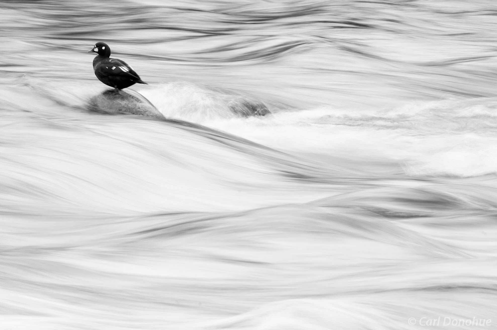 A black and white photo of a male Harlequin duck standing on a rock in Brooks River, Katmai National Park and Preserve, Alaska...