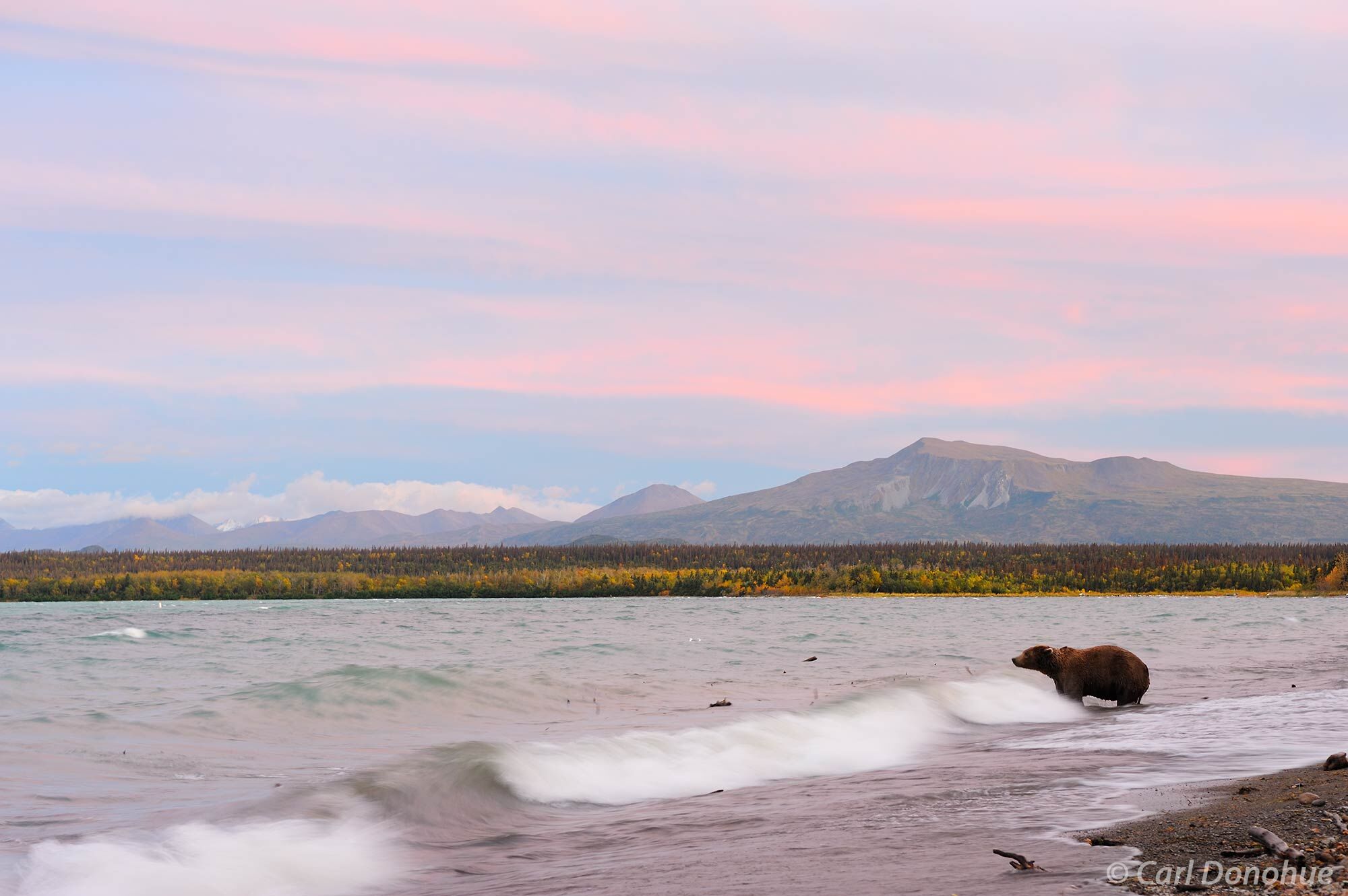 Brown bear, Ursus arctos, walking along the shoreline of Naknek lake, near Brooks Camp. Sunset over the nearby mountains. Katmai...