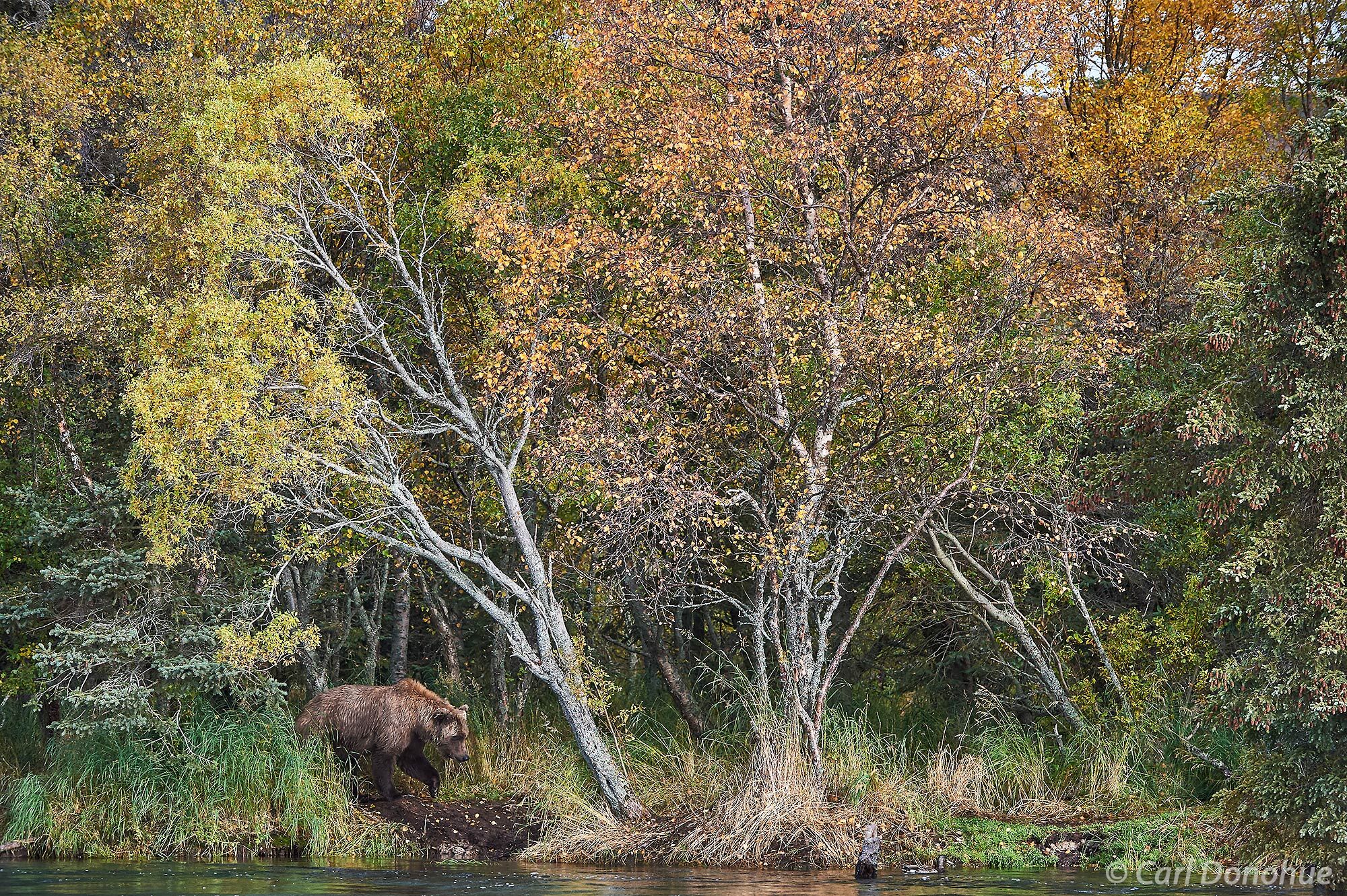 Brown bear in the forest with gorgeous fall colors the cottonwood and birch trees. Brown bears often patrol the edges of the...