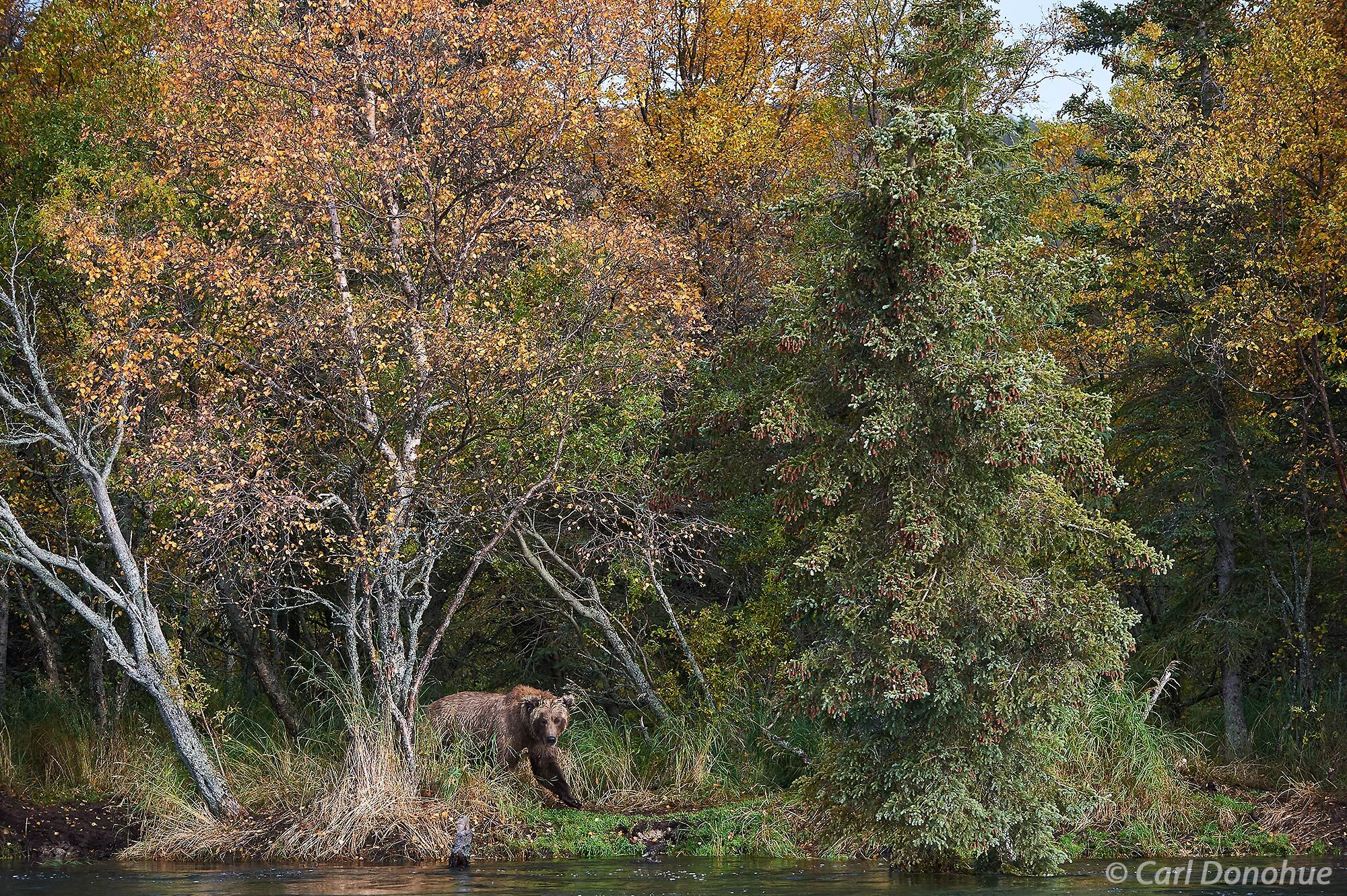 A young brown bear in the forest with gorgeous fall colors the cottonwood and birch trees.