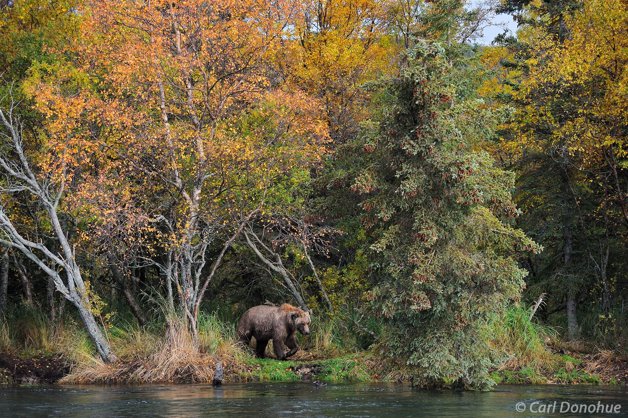 Brown bear in the forest with gorgeous fall colors the cottonwood and birch trees. The bear was searching for salmon in Brooks...
