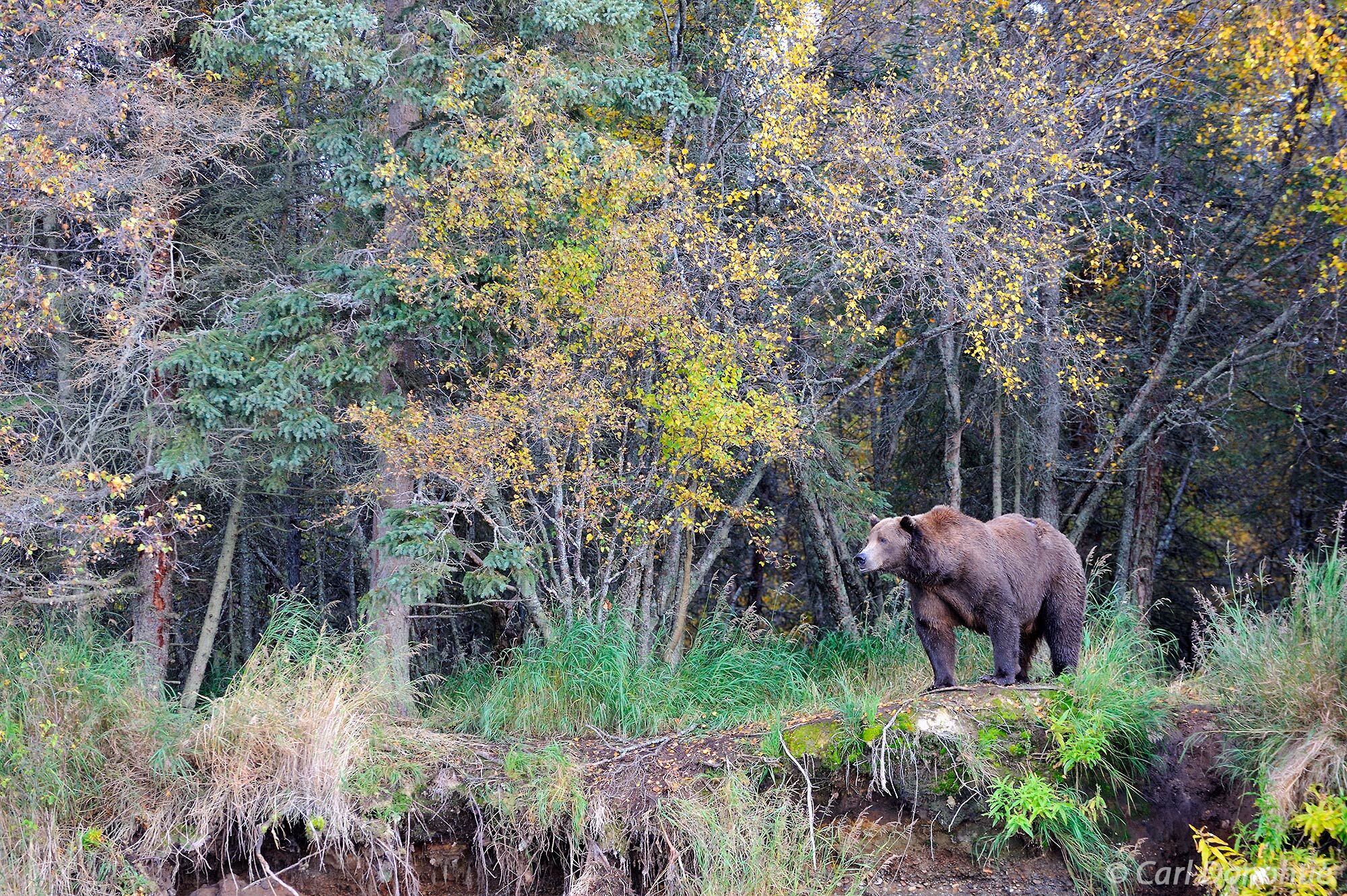 A male adult brown bear stands at the forest's edge, brilliant fall colors glow on the foliage. (Ursus arctos) Katmai National...