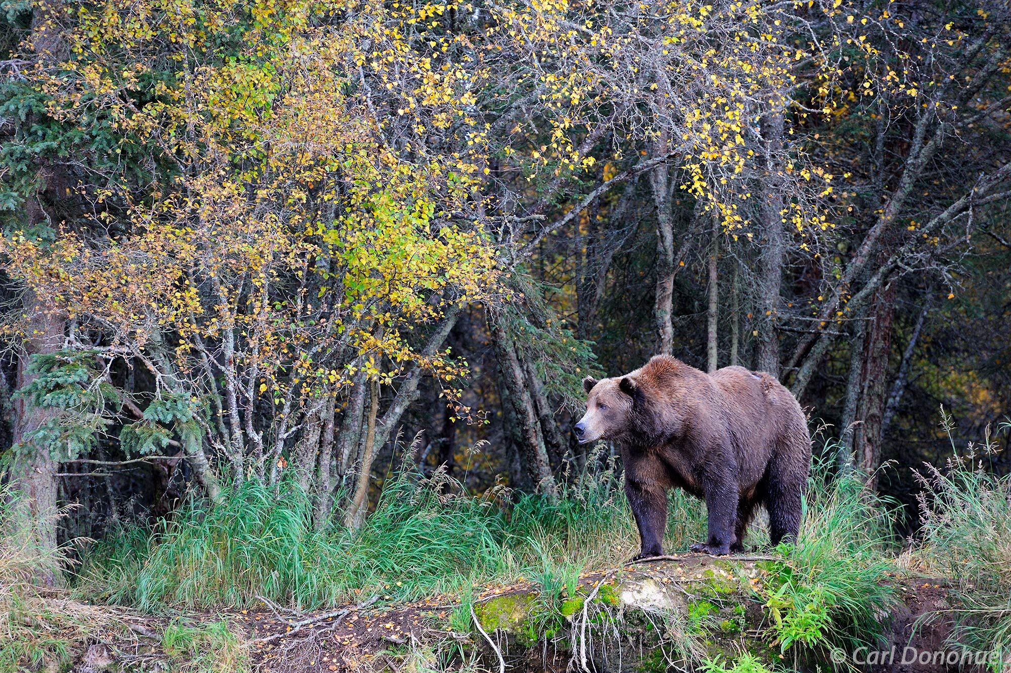 A male adult brown bear stands at the forest's edge, brilliant fall colors glow on the foliage. (Ursus arctos) Katmai National...