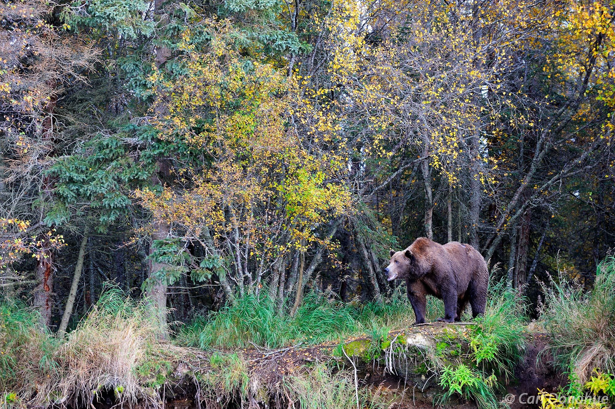 A male adult brown bear stands at the forest's edge, brilliant fall colors glow on the foliage. (Ursus arctos) Katmai National...