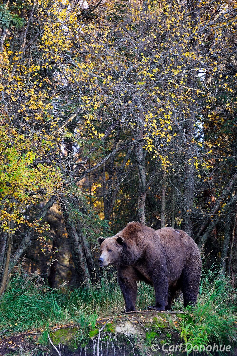 A male adult brown bear stands at the forest's edge, brilliant fall colors glow on the foliage (mostly River birch). (Ursus arctos...