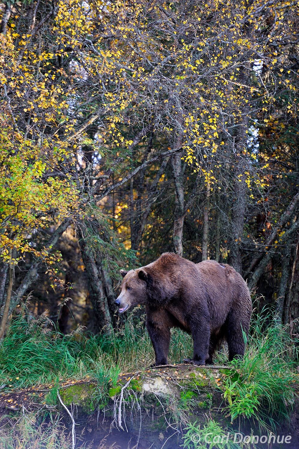 A large male adult brown bear stands at the forest's edge, brilliant fall colors glow on the foliage (mostly River birch). (Ursus...