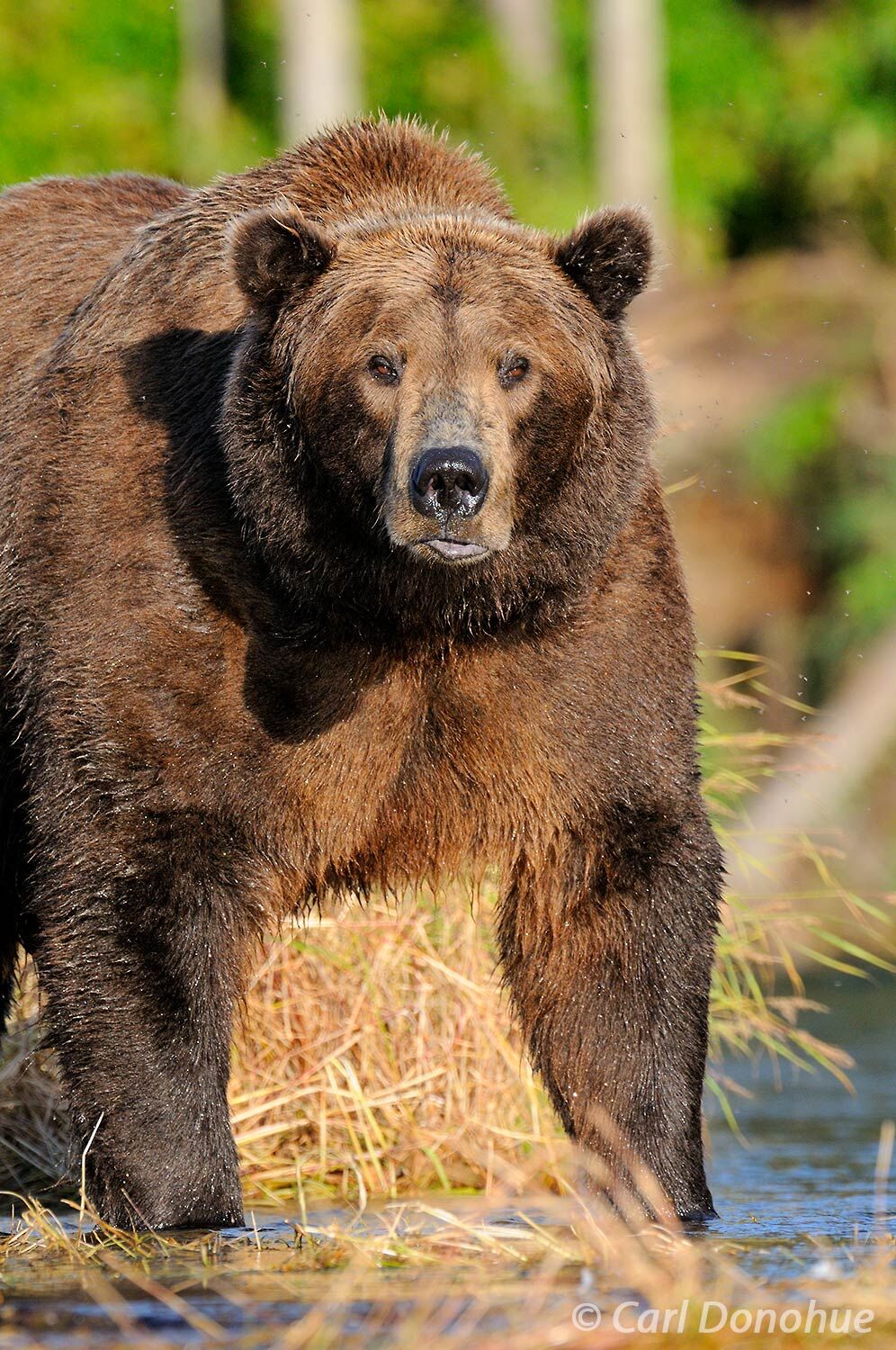 Ursus arctos. The Grizzly Bear, Brown Bear. The Great Bear. Bear Who Walks Like a Man.  A large male adult brown bear, or grizzly...