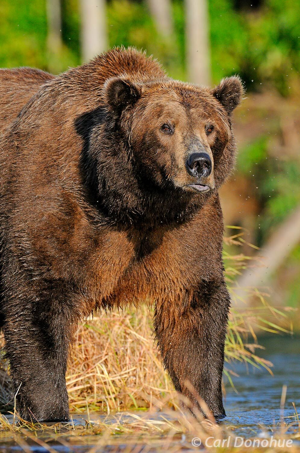 Ursus arctos. The Grizzly Bear, Brown Bear. The Great Bear. Bear Who Walks Like a Man.  A large male adult brown bear, or grizzly...