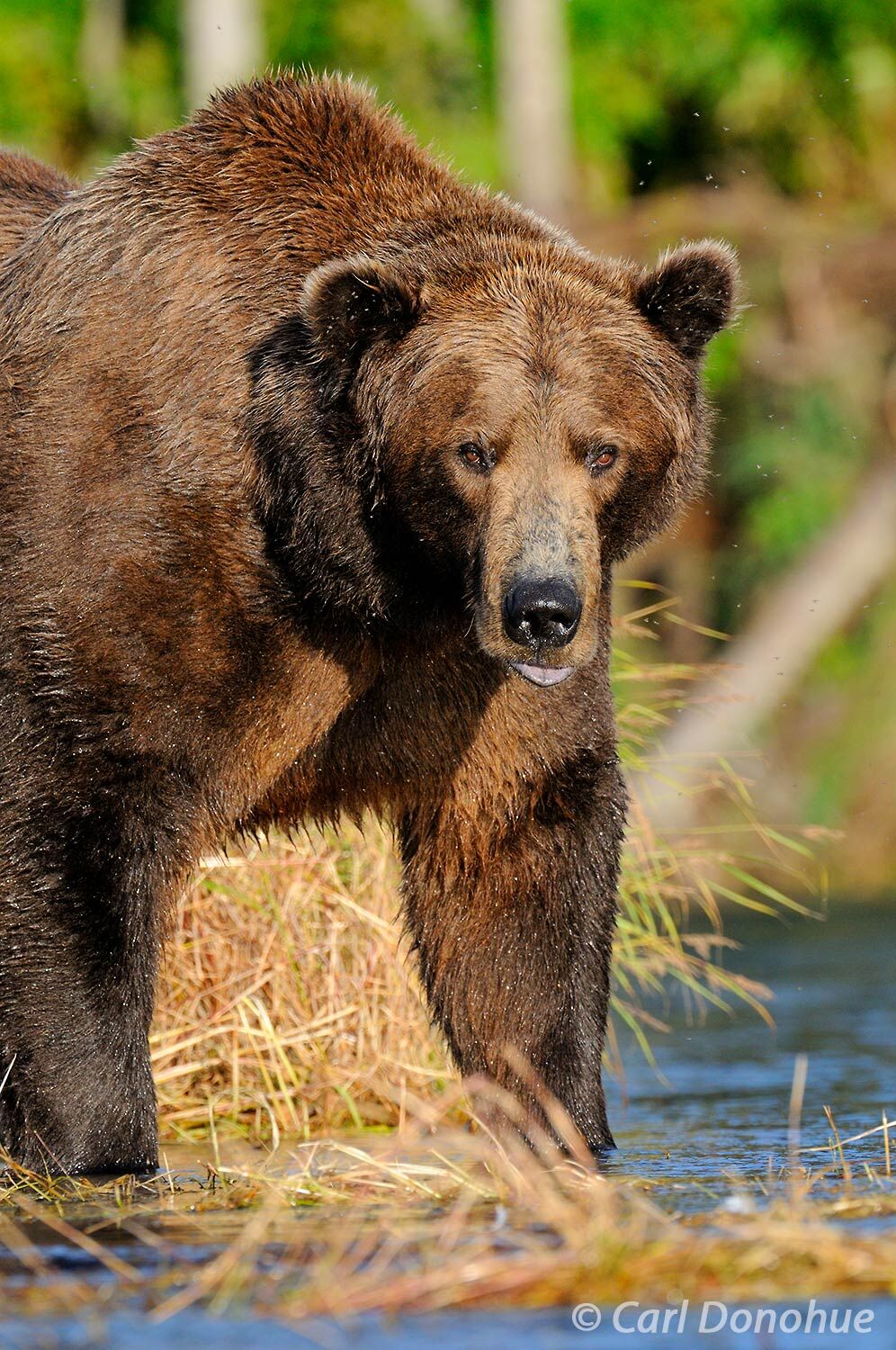 A large male adult brown bear, or grizzly bear (Ursus arctos), stands and stares at the camera. Male brown bears may reach weights...