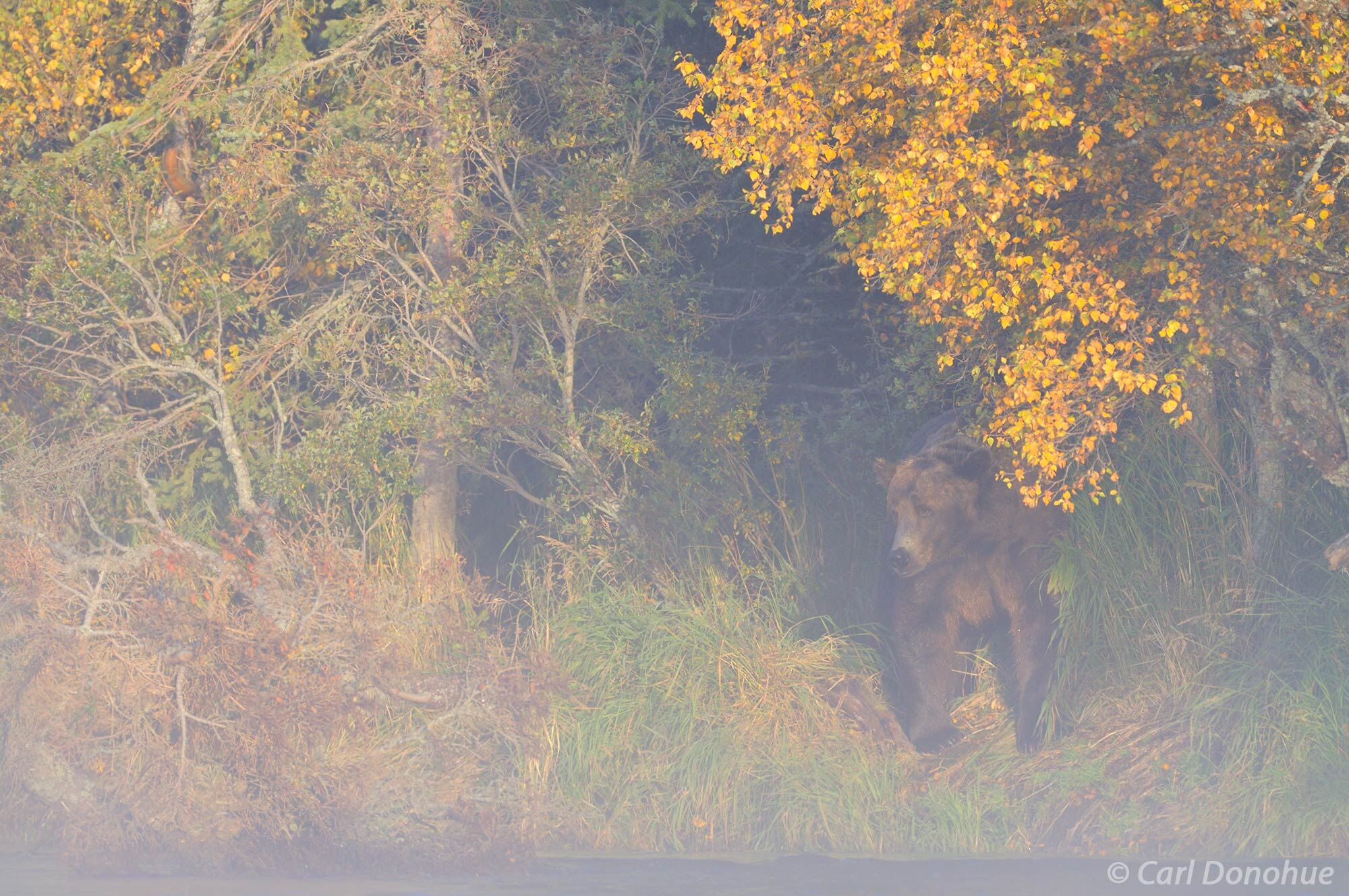 Brown bear, Ursus arctos, standing under a poplar tree, fall color and crisp early morning fog, on a cold fall morning. Brown...
