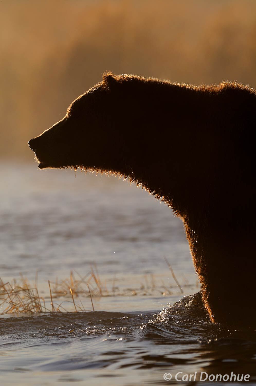 Brown bear backlit against morning fog in Brooks River, Katmai National Park and Preserve, Alaska.