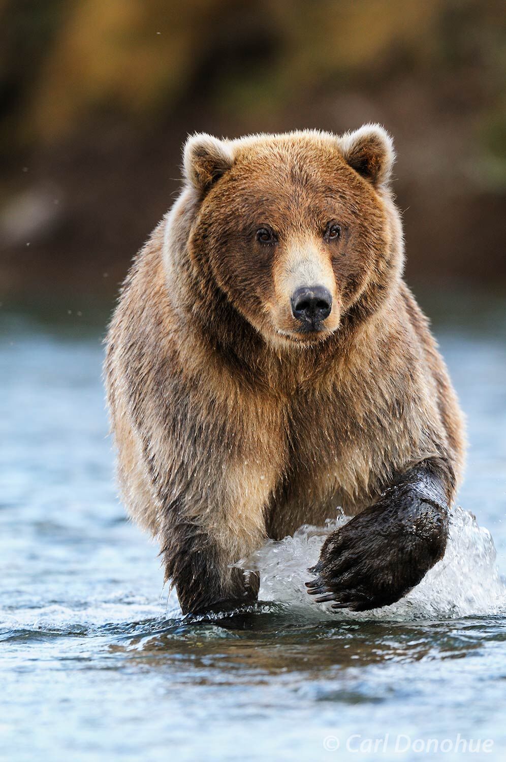 A young brown bear male walks the shallow waters of Brooks River. Brown Bears come in all shades and colors, this young blond...
