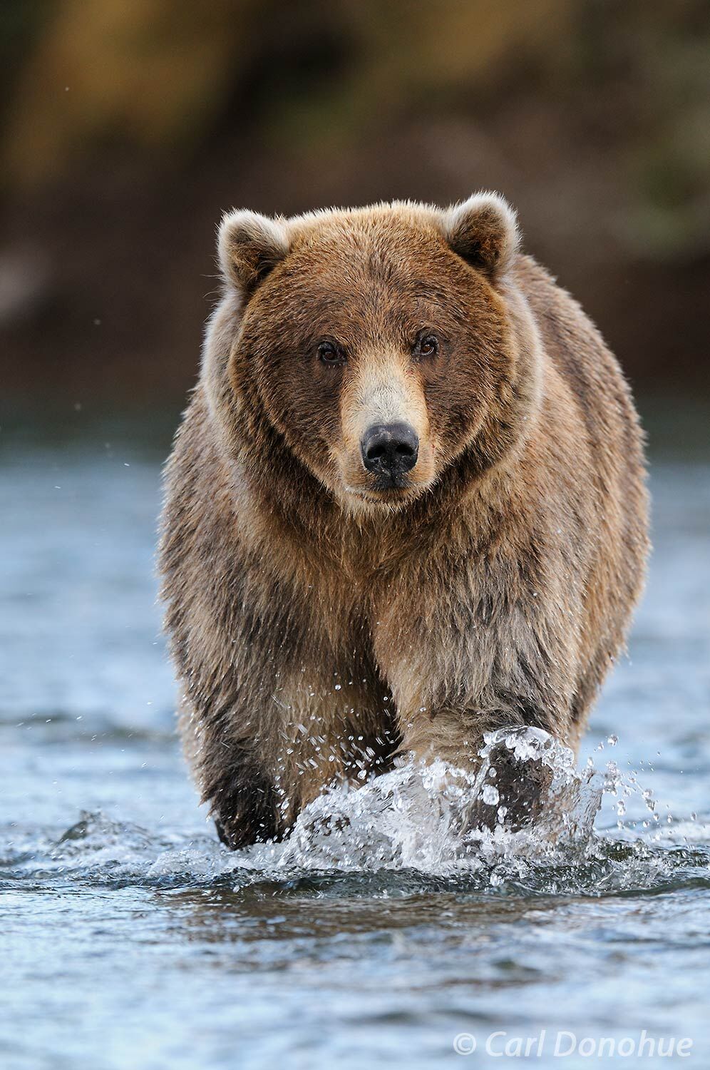A young brown bear, or grizzly bear, a male, walks the shallow waters of Brooks River. Brown Bears come in all shades and colors...