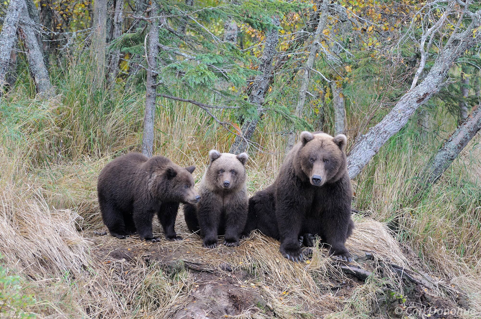 Grizzly bear sow, or female, with her two cubs (Ursus arctos) sit on the edge of the forest. Katmai National Park and Preserve...