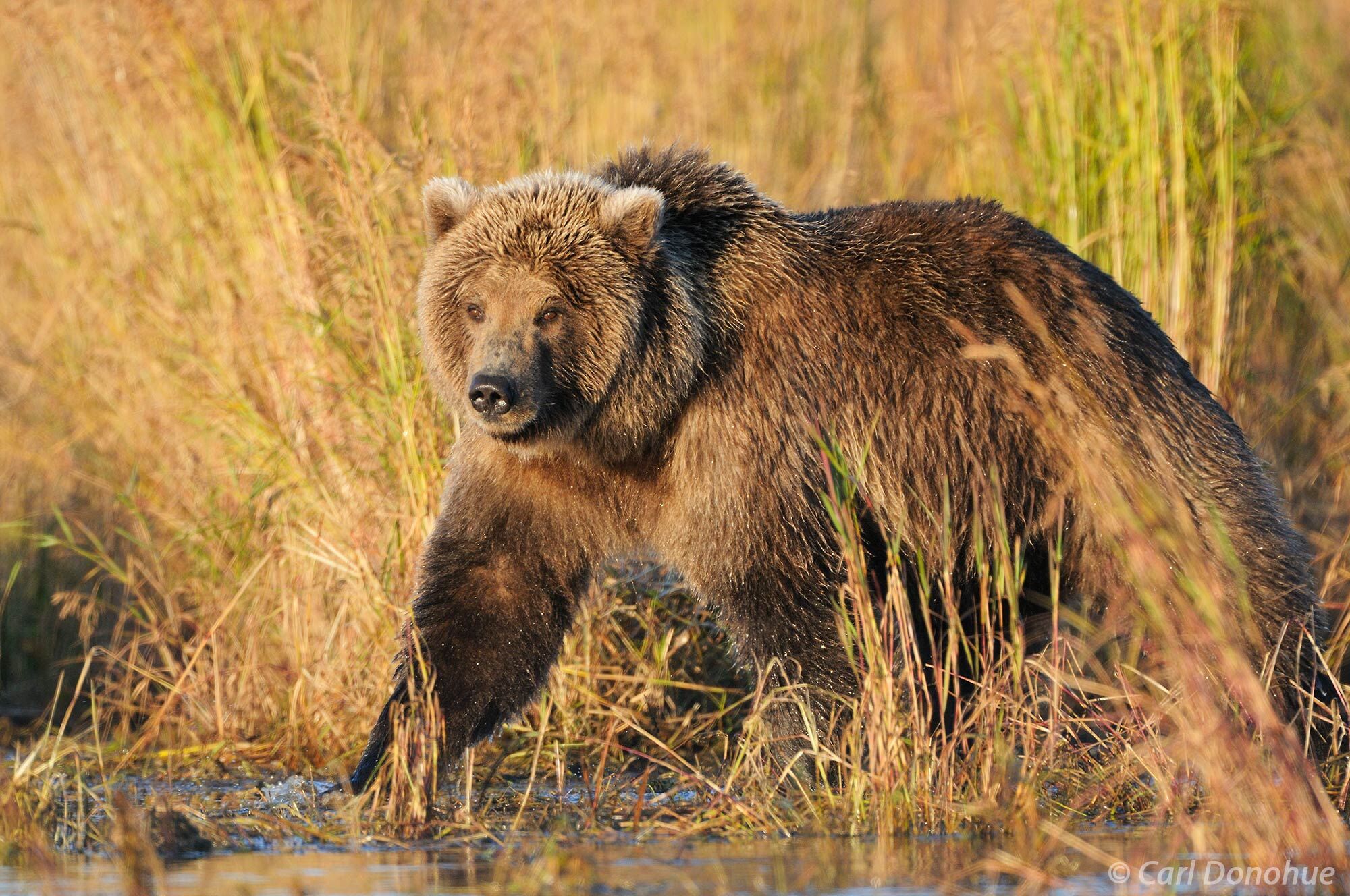 A young male brown bear, or subadult, patrols the river early one morning looking for salmon to eat. Coastal brown bear (Ursus...