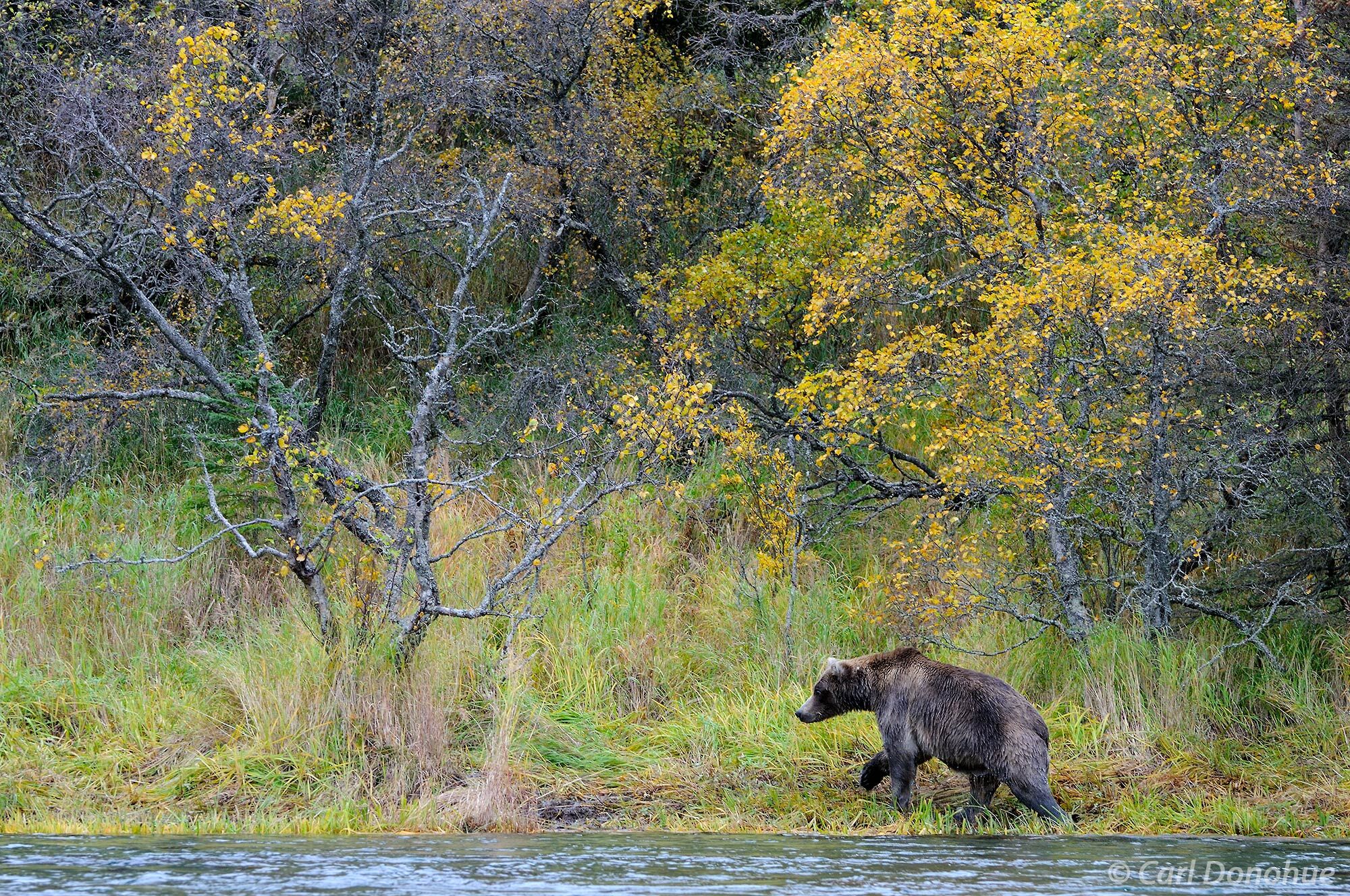 Brown bear walking the riverbank of Brooks River looking for salmon, fall colors on the forest in the background., Katmai National...
