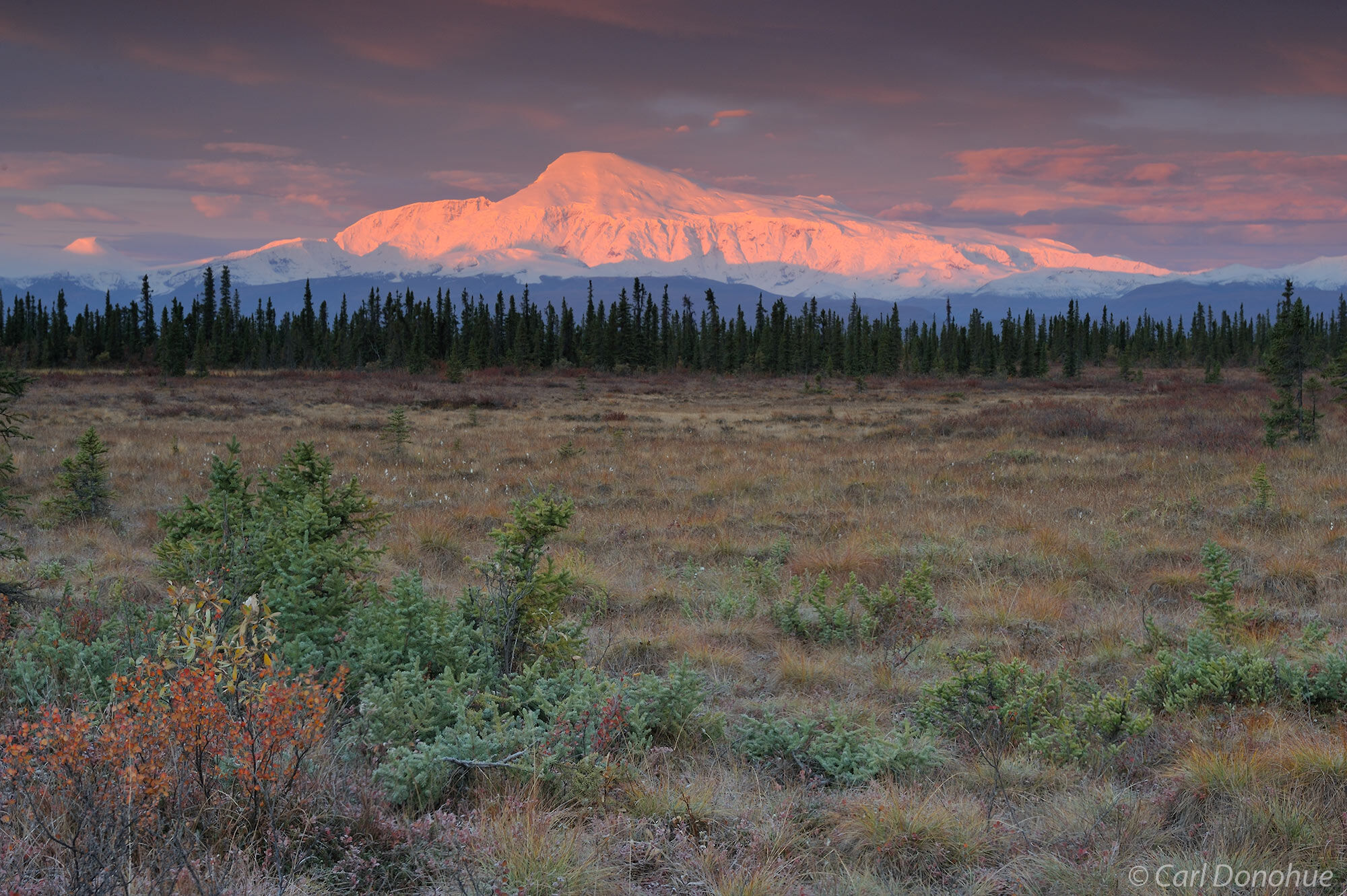 A bold and dramatic sunrise over Mt. Sanford, fall foliage in the tundra, and boreal forest in the foreground, Wrangell-St. Elias...
