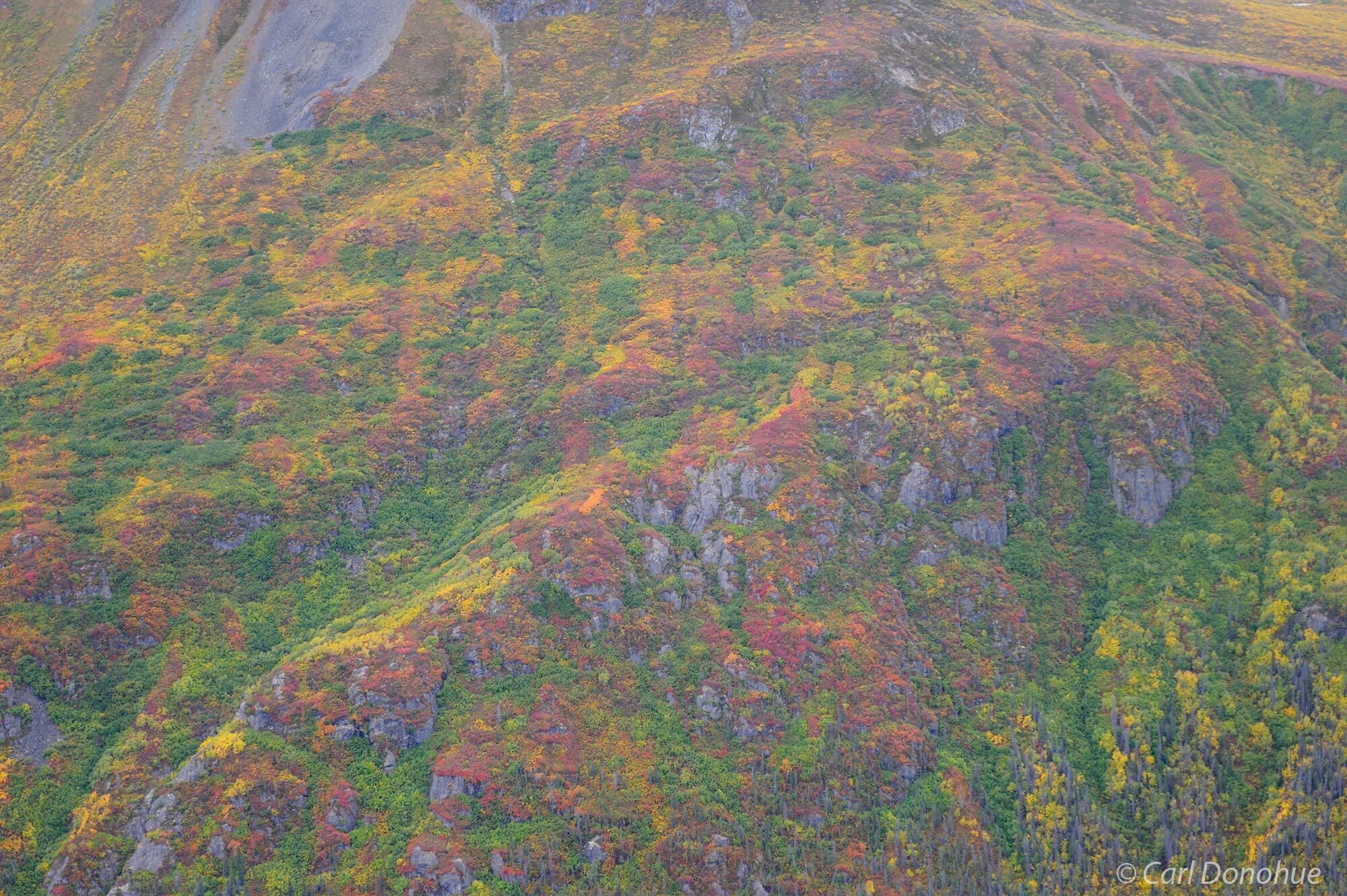 Fall colors line the mountainside in the eastern Chugach Mountains near Tana River, Wrangell-St. Elias National Park and Preserve...