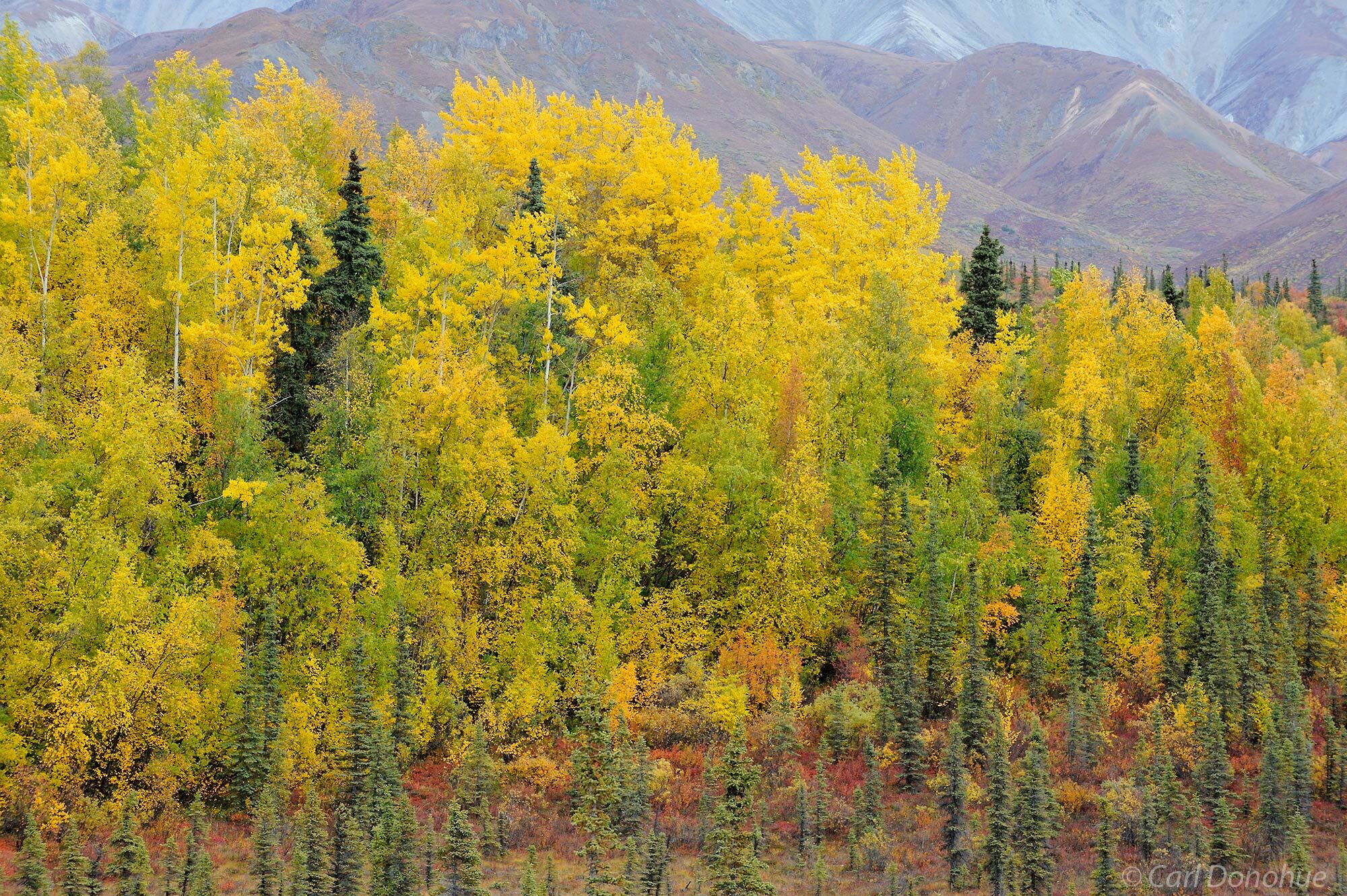Fall colors in the boreal forest of the Wrangell Mountains, Wrangell-St. Elias National Park and Preserve, Alaska.