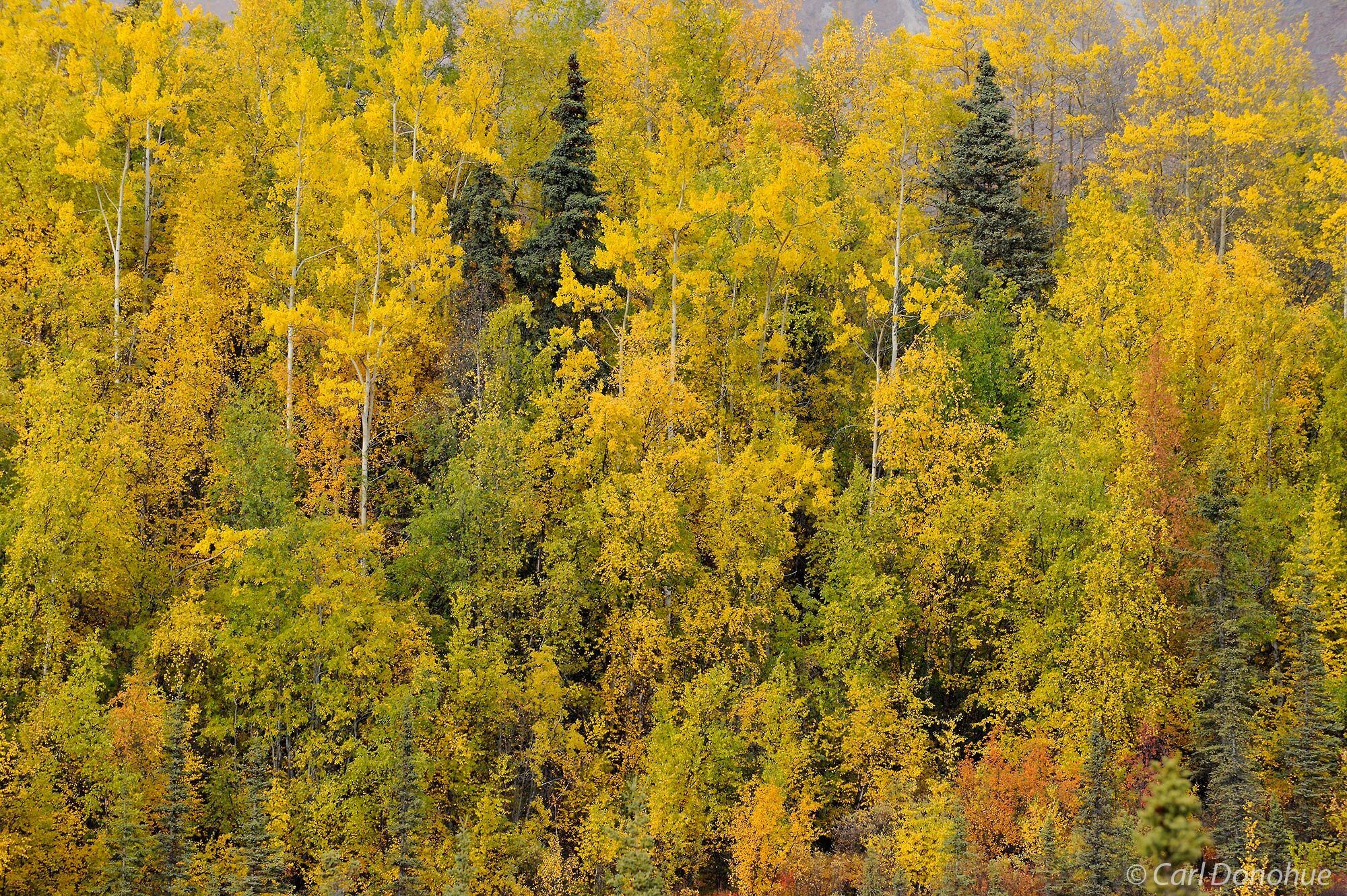 Fall colors in the boreal forest of the Wrangell Mountains, Wrangell-St. Elias National Park and Preserve, Alaska.