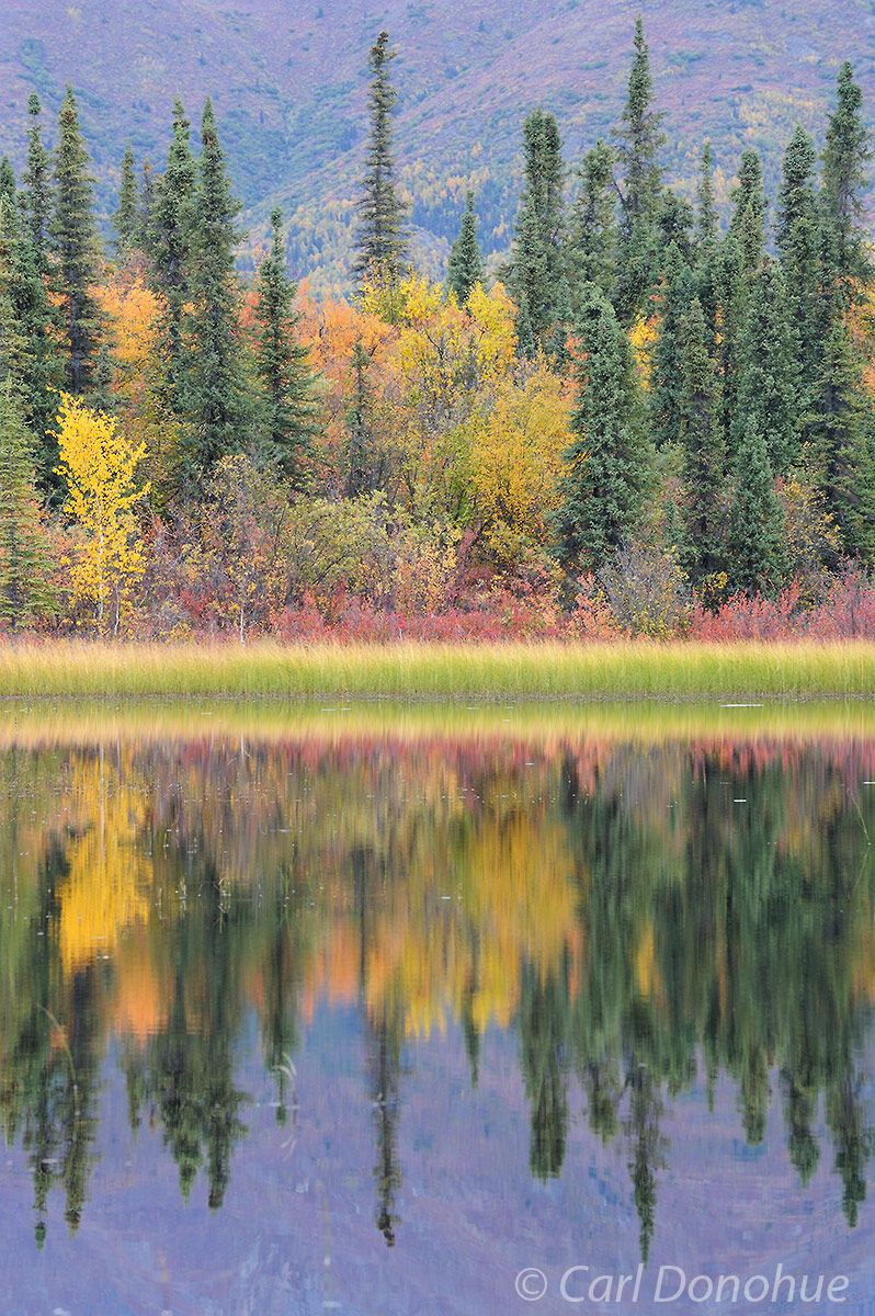 Fall, or autumn colors of the boreal forest foliage, with a reflection in a small kettle pond in the Wrangell Mountains, Wrangell...