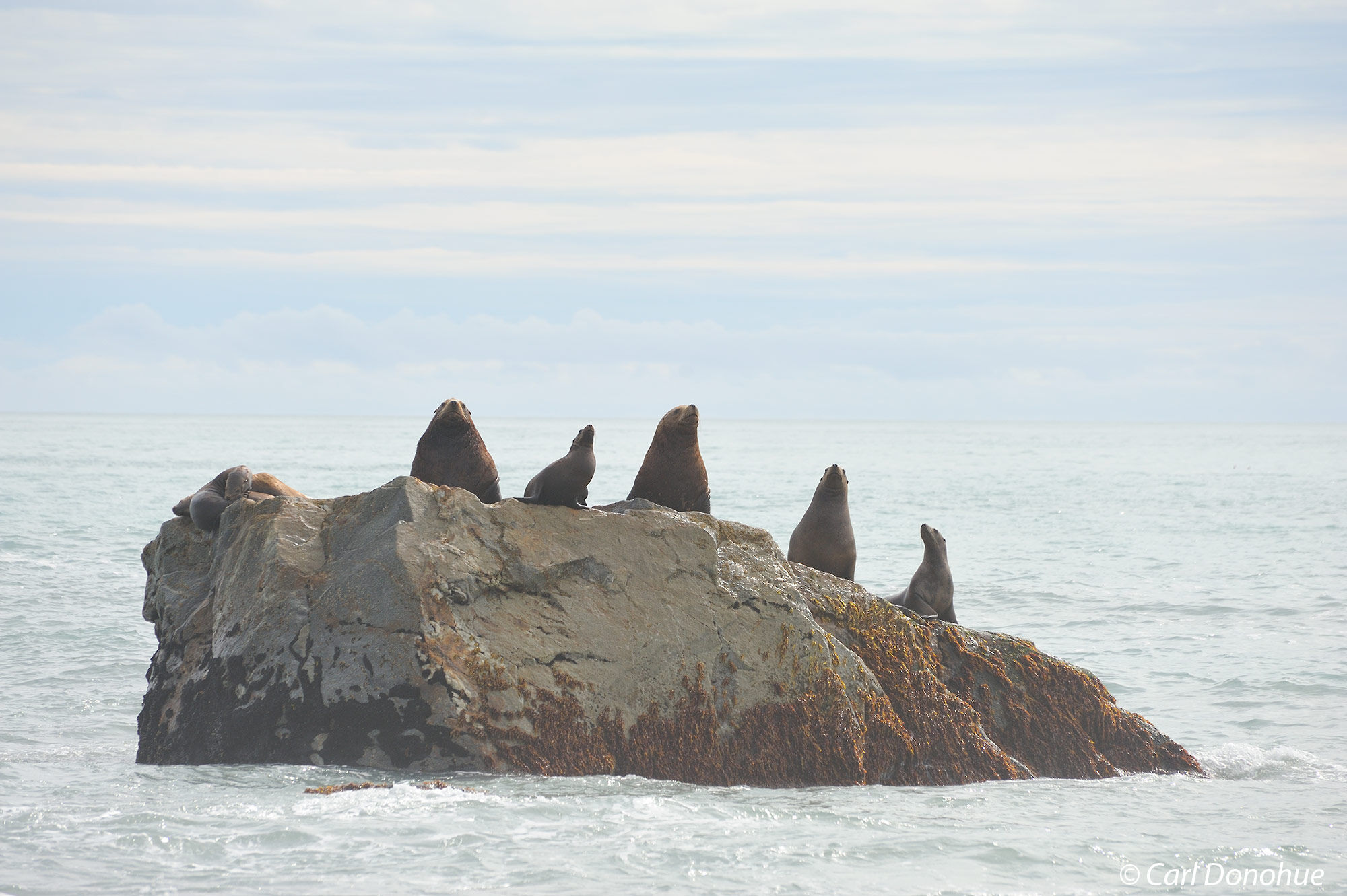 Steller sea lions hauled on a rock offshore from Malaspina Glacier, Wrangell - St. Elias  National Park and Preserve, Alaska.
