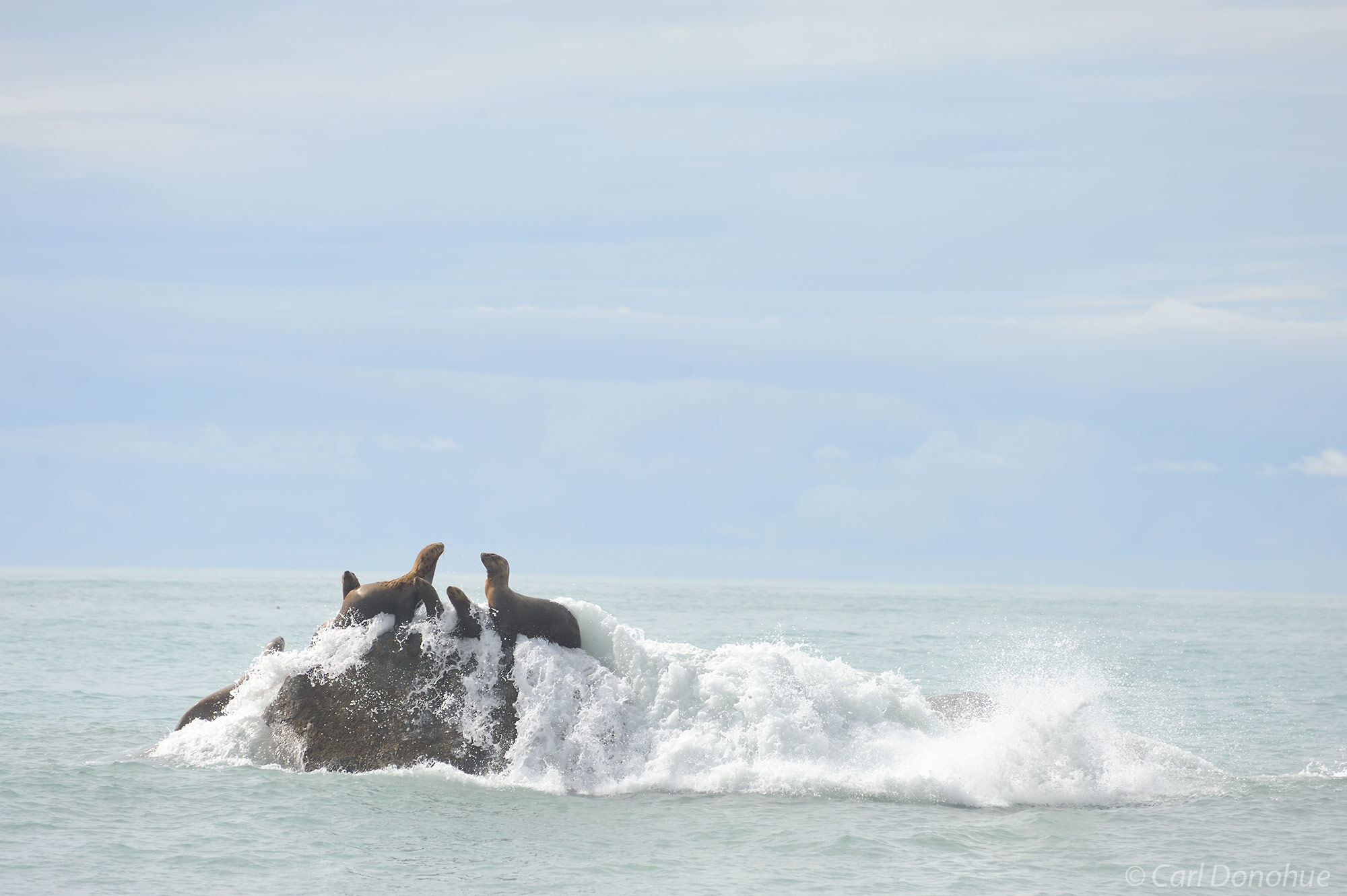 Steller sea lions hauled on a rock offshore, waves crashing over them,  from Malaspina Glacier, Wrangell - St. Elias  National...