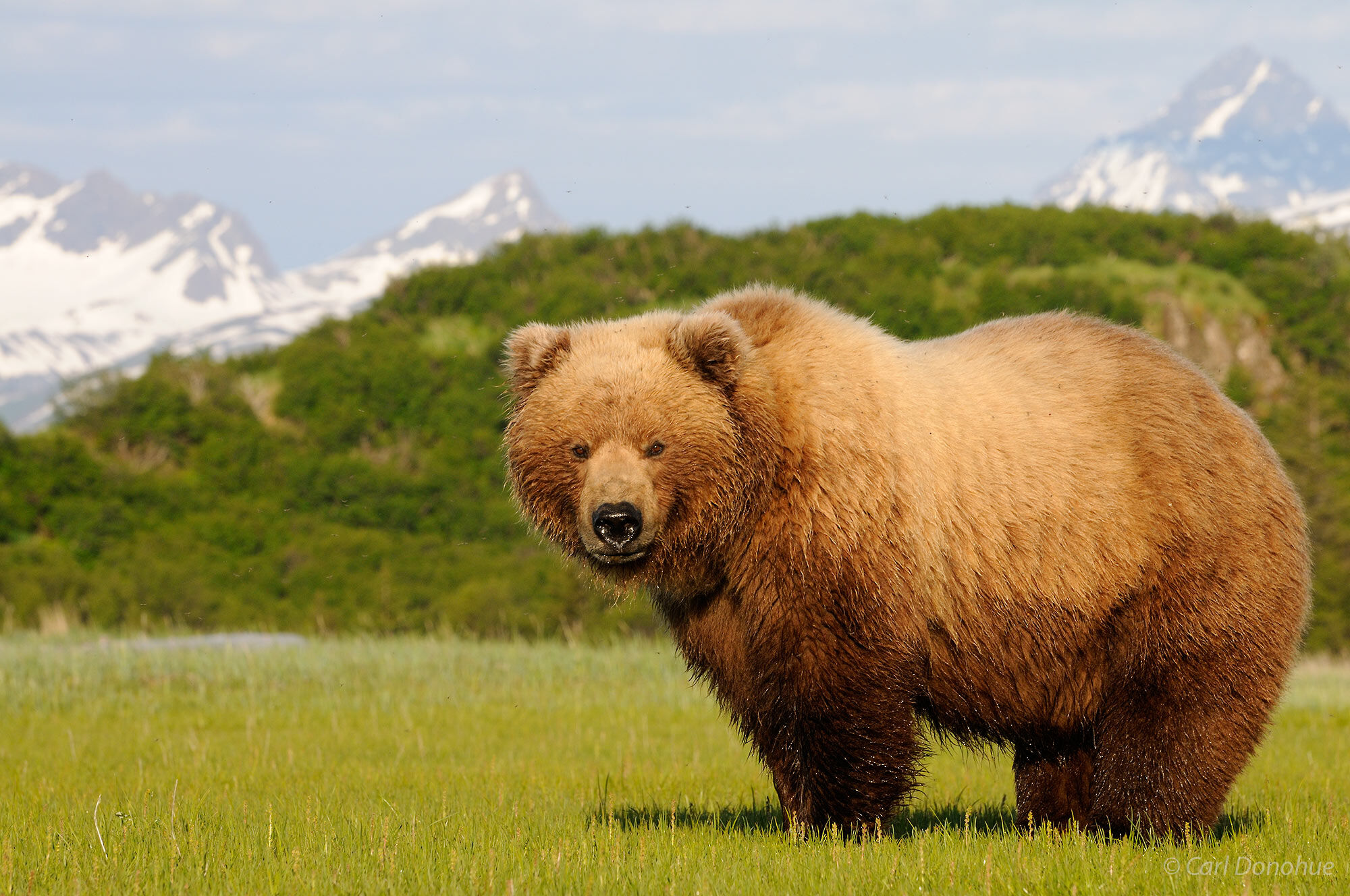 Hallo Bay brown bear, a female, standing on the sedge grass flats, Katmai National Park and Preserve, Alaska.