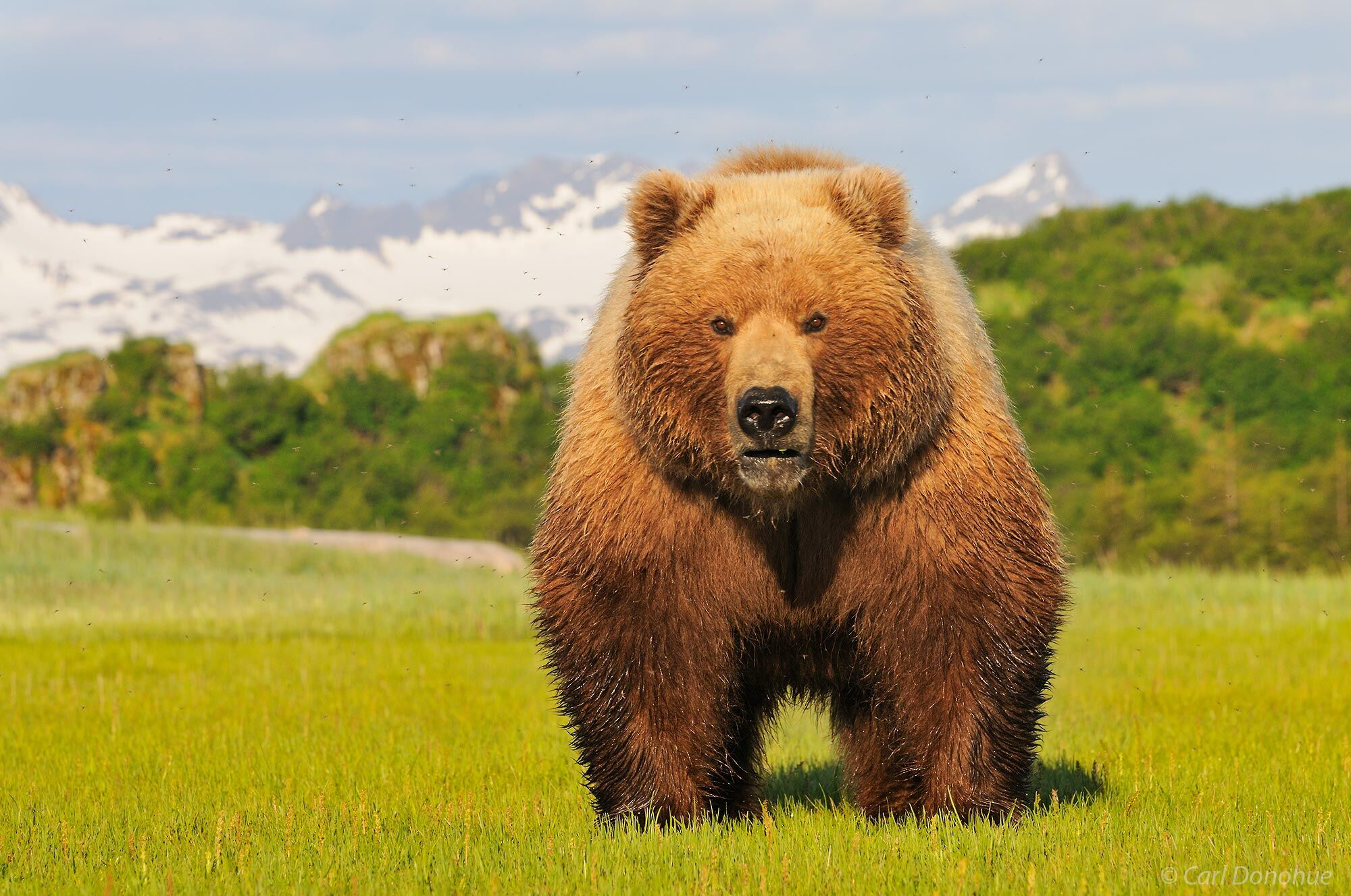 A female brown bear on the grass flats of Hallo Bay, Katmai National Park and Preserve, Alaska.