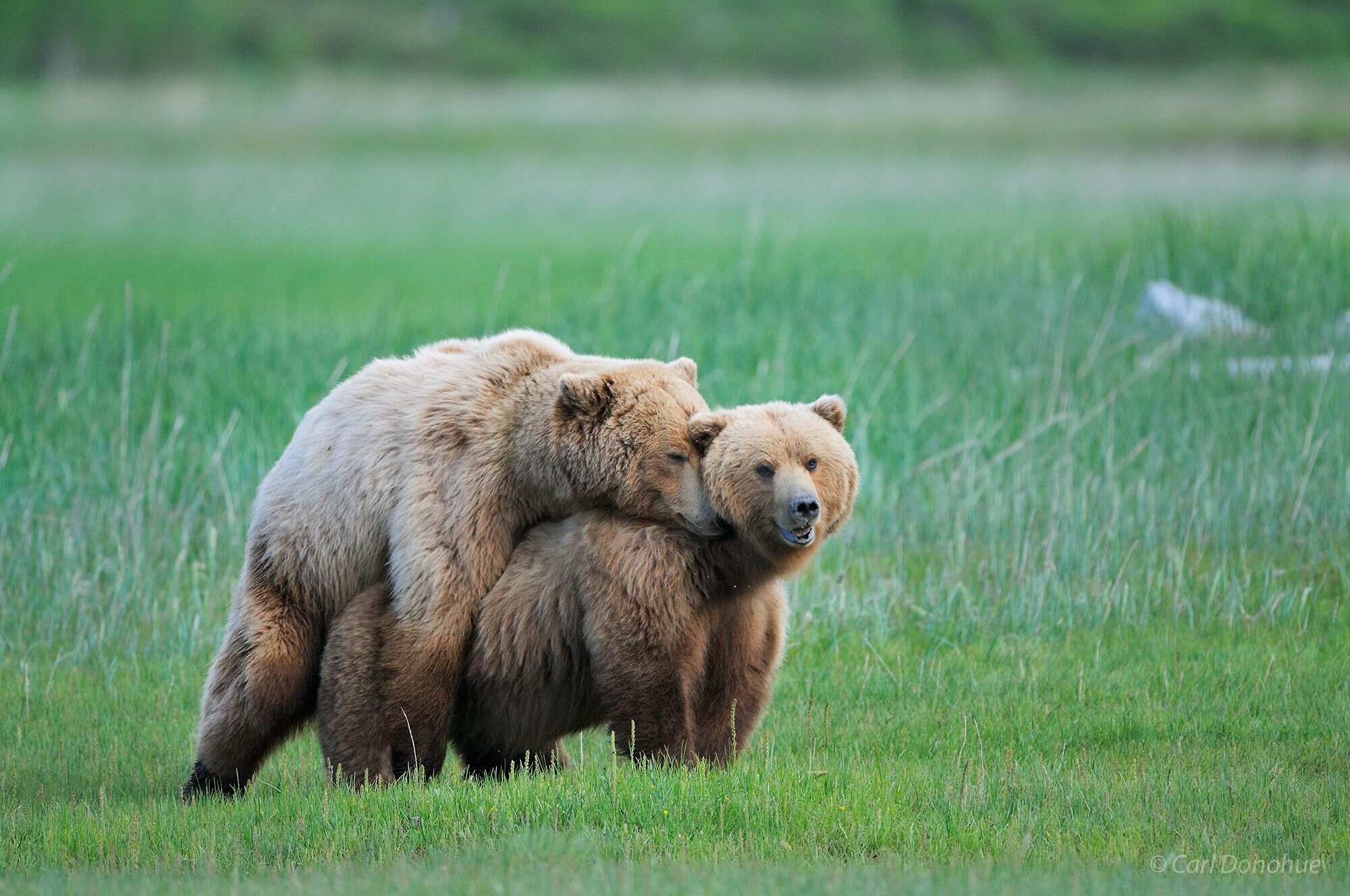 Brown bears (Ursus arctos) breeding (or mating) at Hallo Bay, Katmai National Park and Preserve, Alaska.