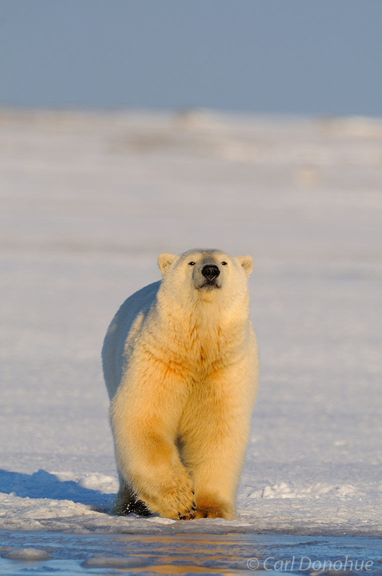 Polar Bear, Arctic National Wildlife Refuge, Alaska.