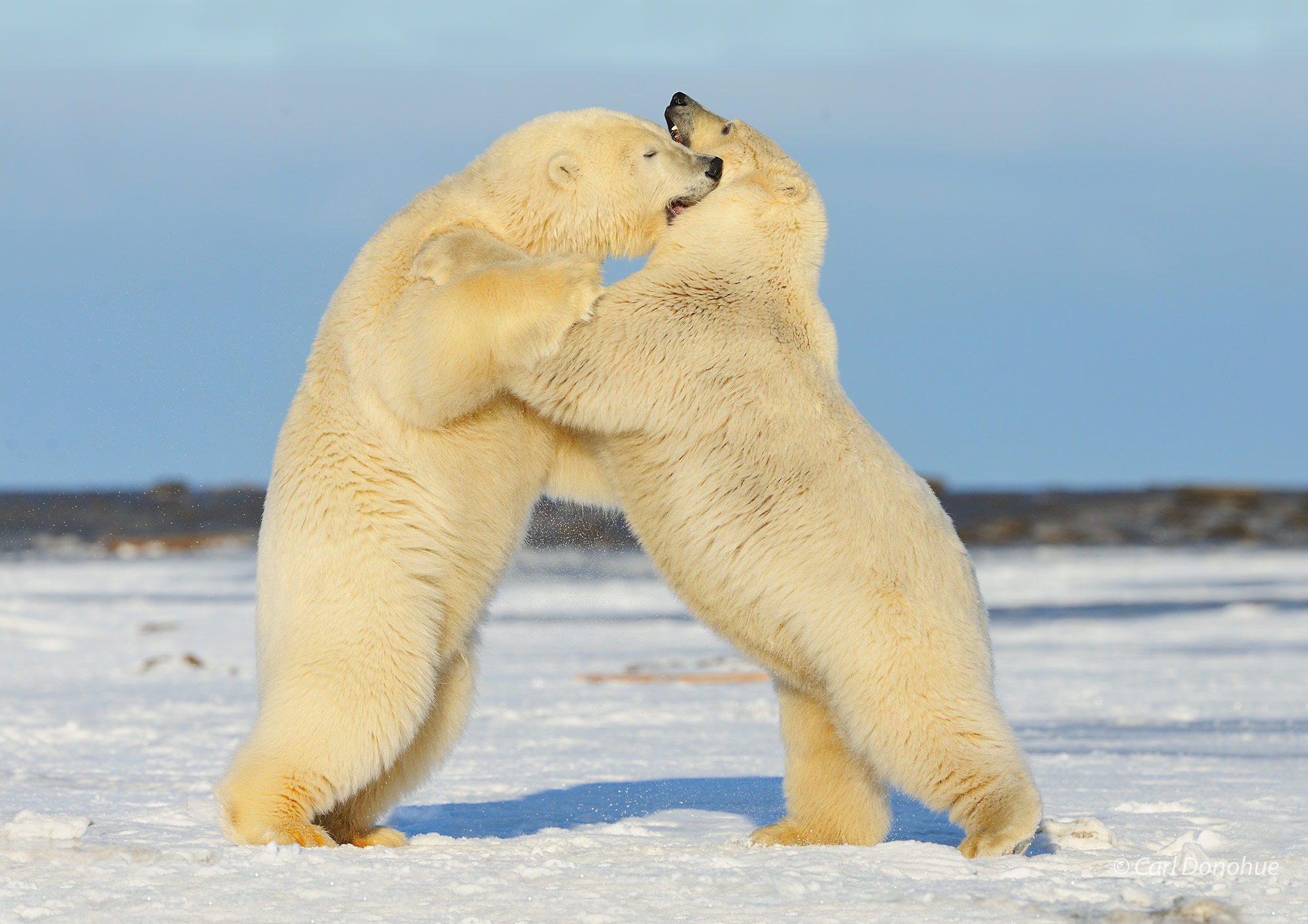 Polar Bears wrestling and playing, ANWR, Alaska.