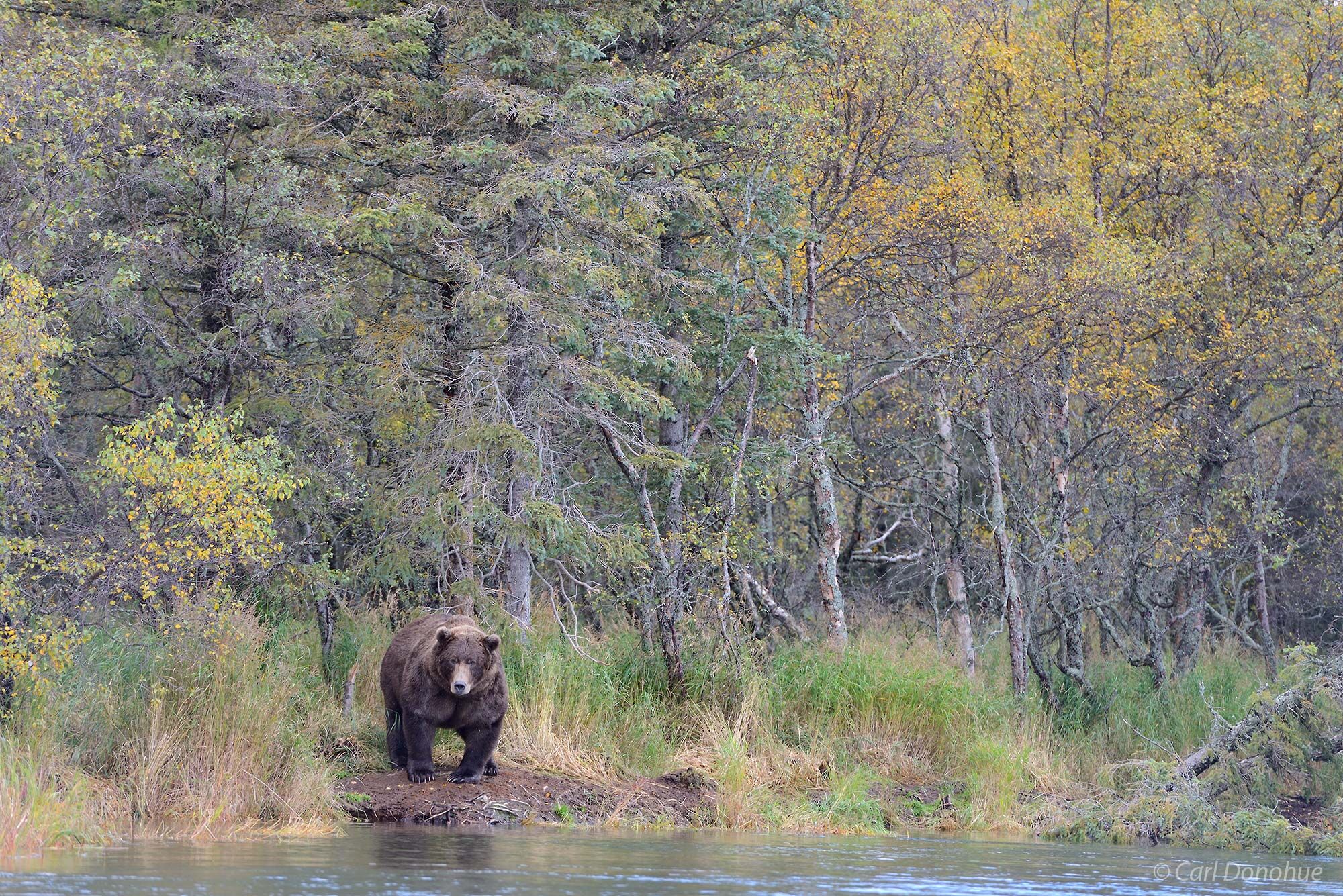 A large adult male brown bear stands and looks for fish in Brooks River, Katmai National Park and Preserve, Alaska.