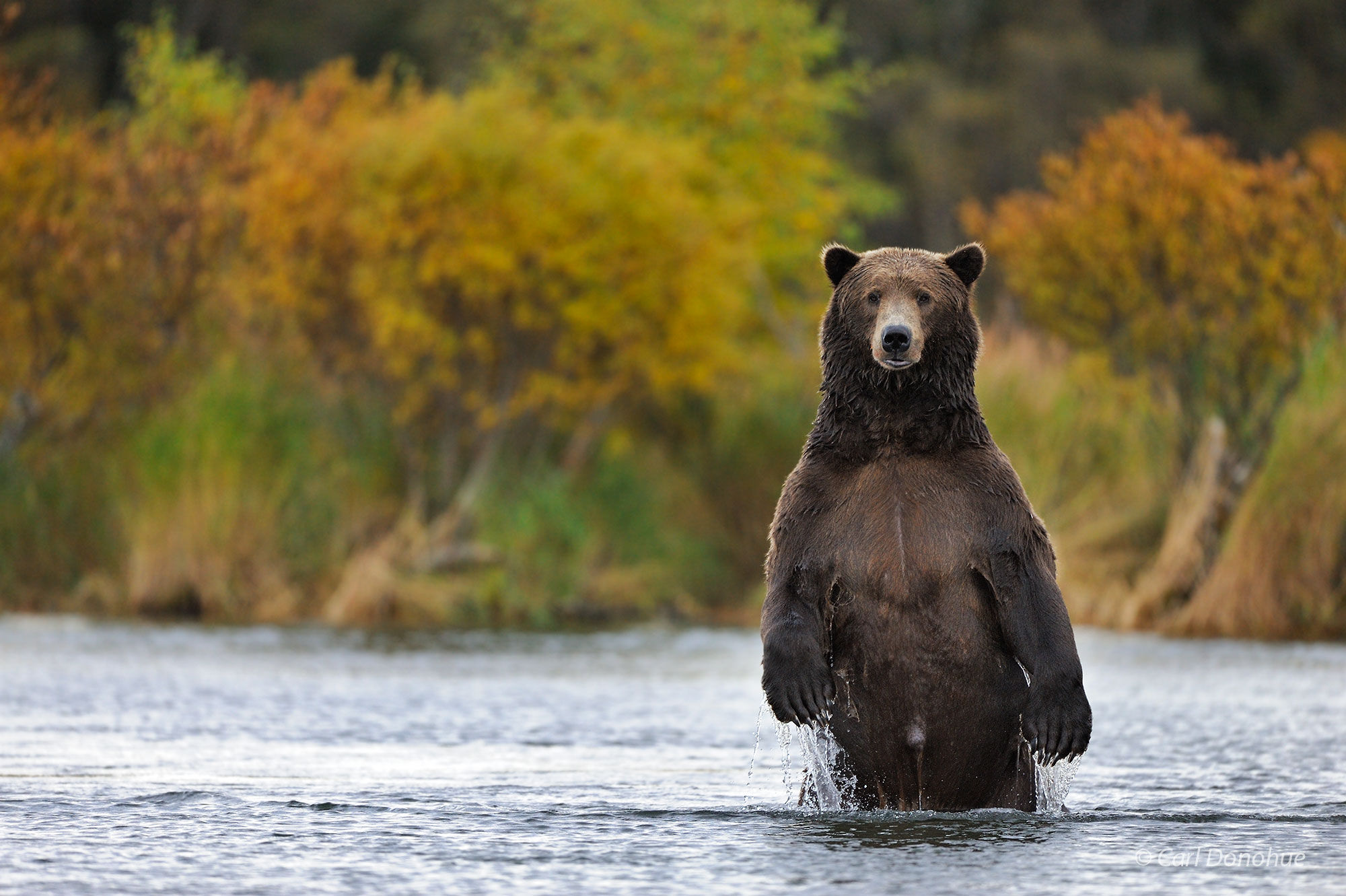 A large male brown bear, or boar, standing upright in Brooks River, fall colors in the background, (Ursus arctos) Katmai National...