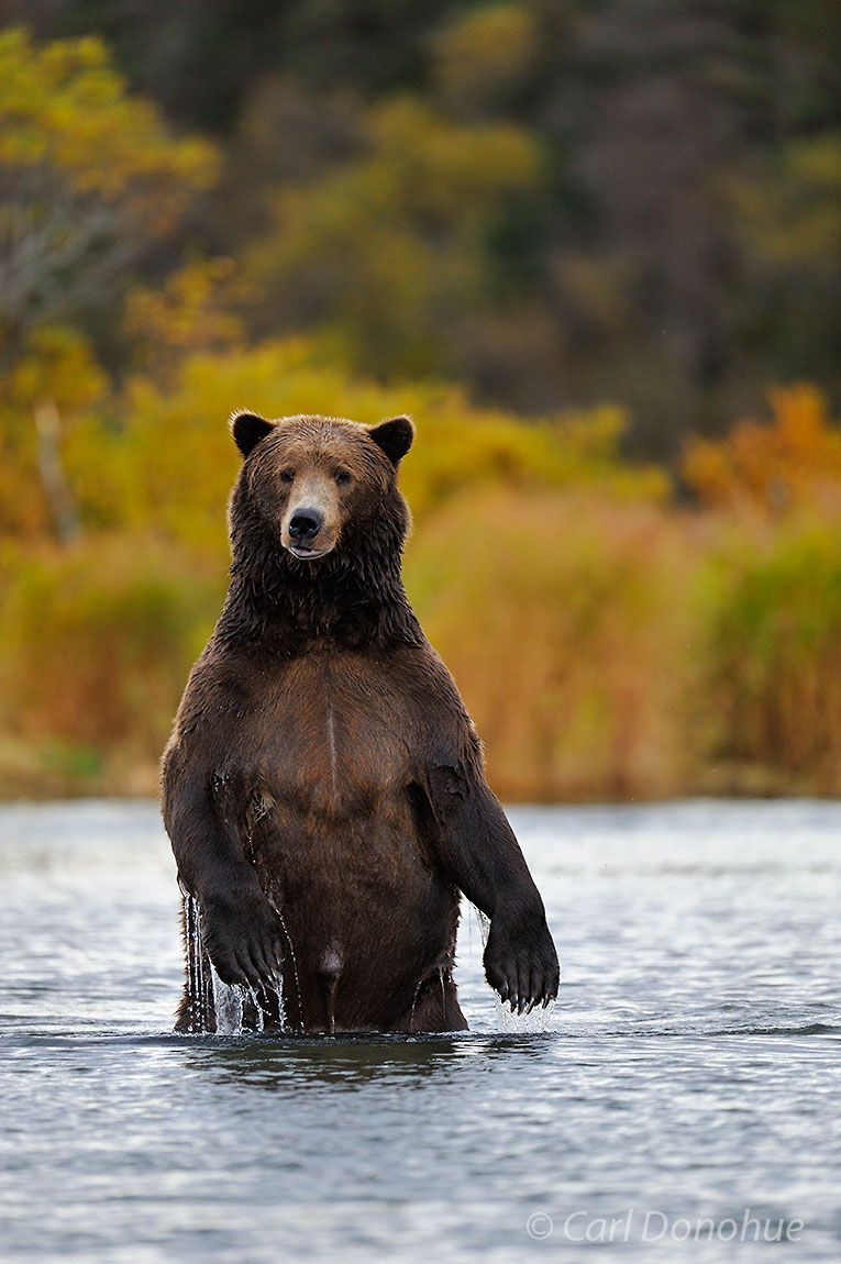 An adult male brown bear stands and wades in the river looking for spawning salmon, Brooks River, (Ursus arctos) Katmai National...
