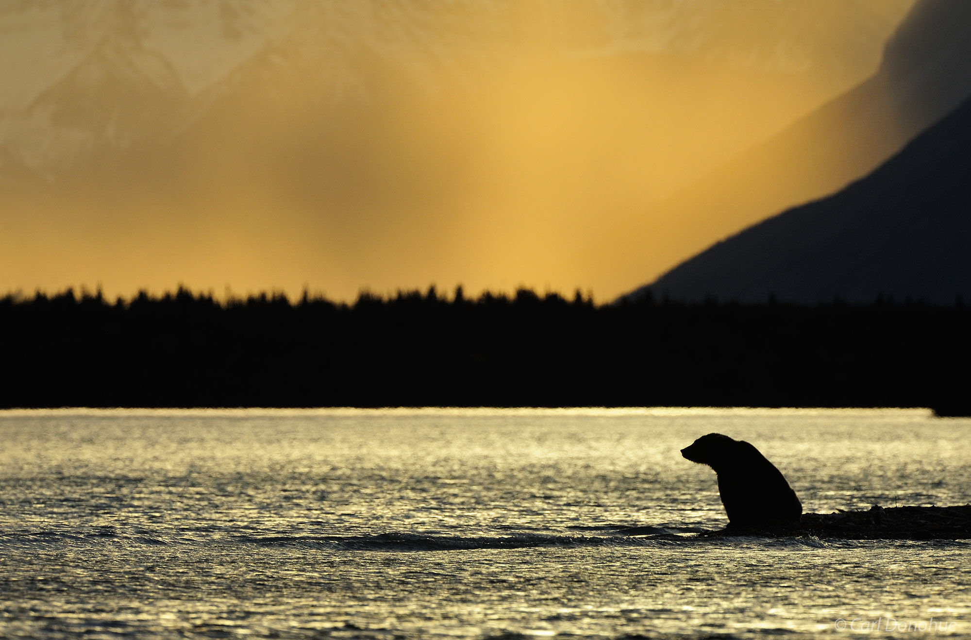 A brown bear sits on a sand spit overlooking Naknek Lake, near Brooks camp, (Ursus arctos) Katmai National Park and Preserve...