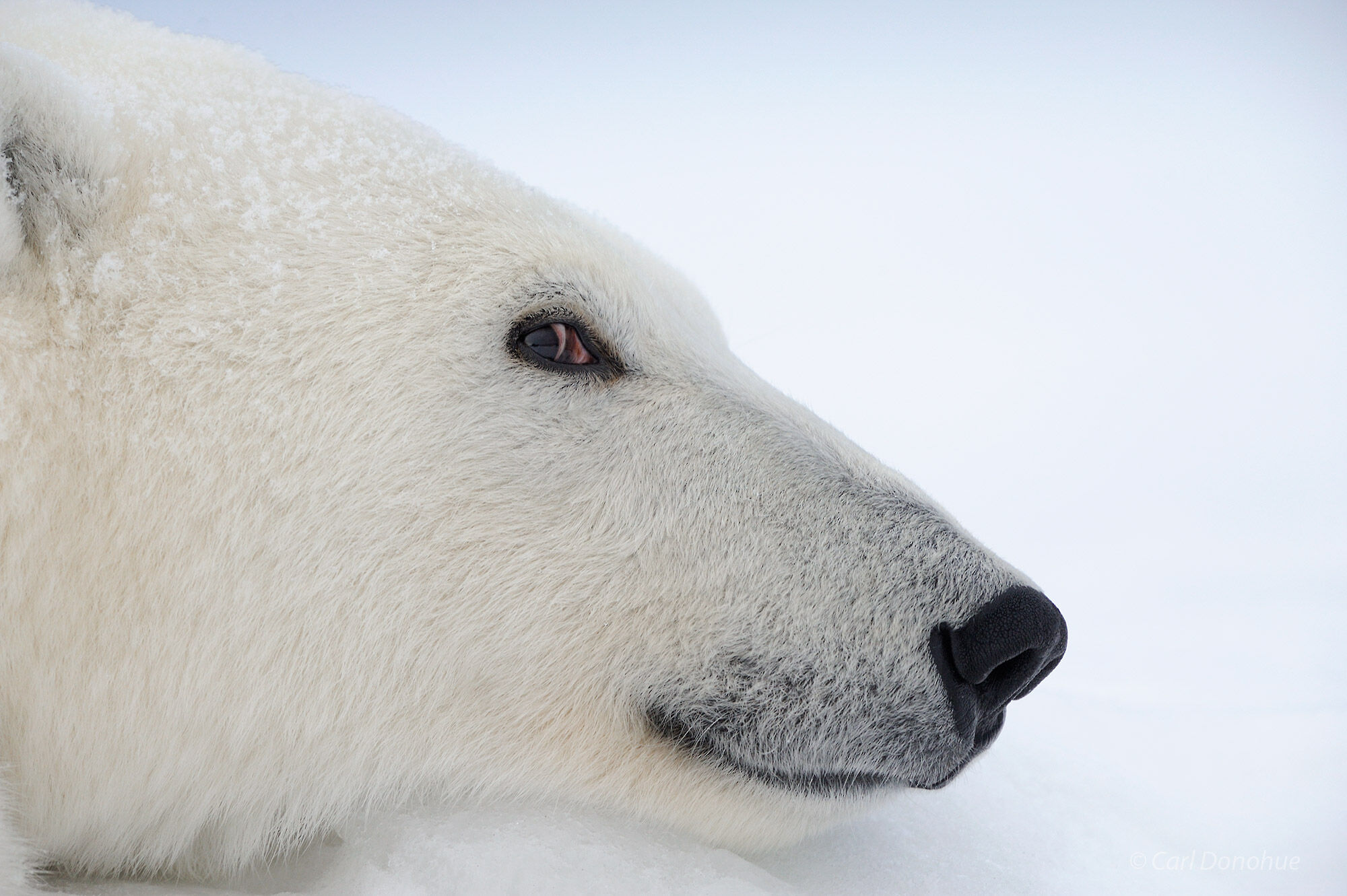 Polar Bear up close, ANWR, Alaska.