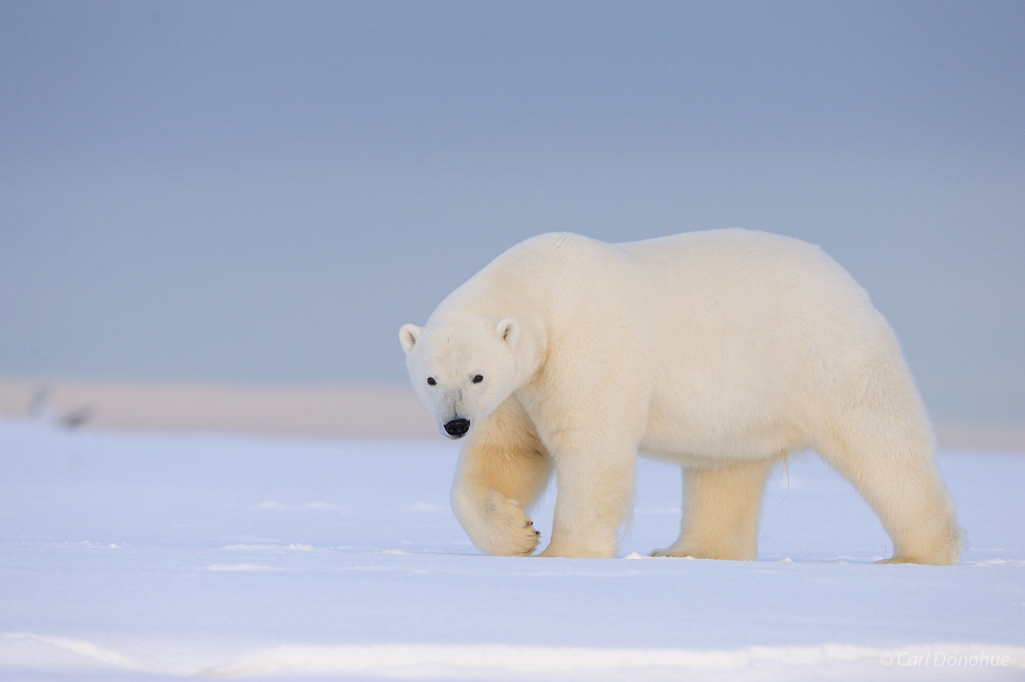 Male Polar Bear, Alaska.