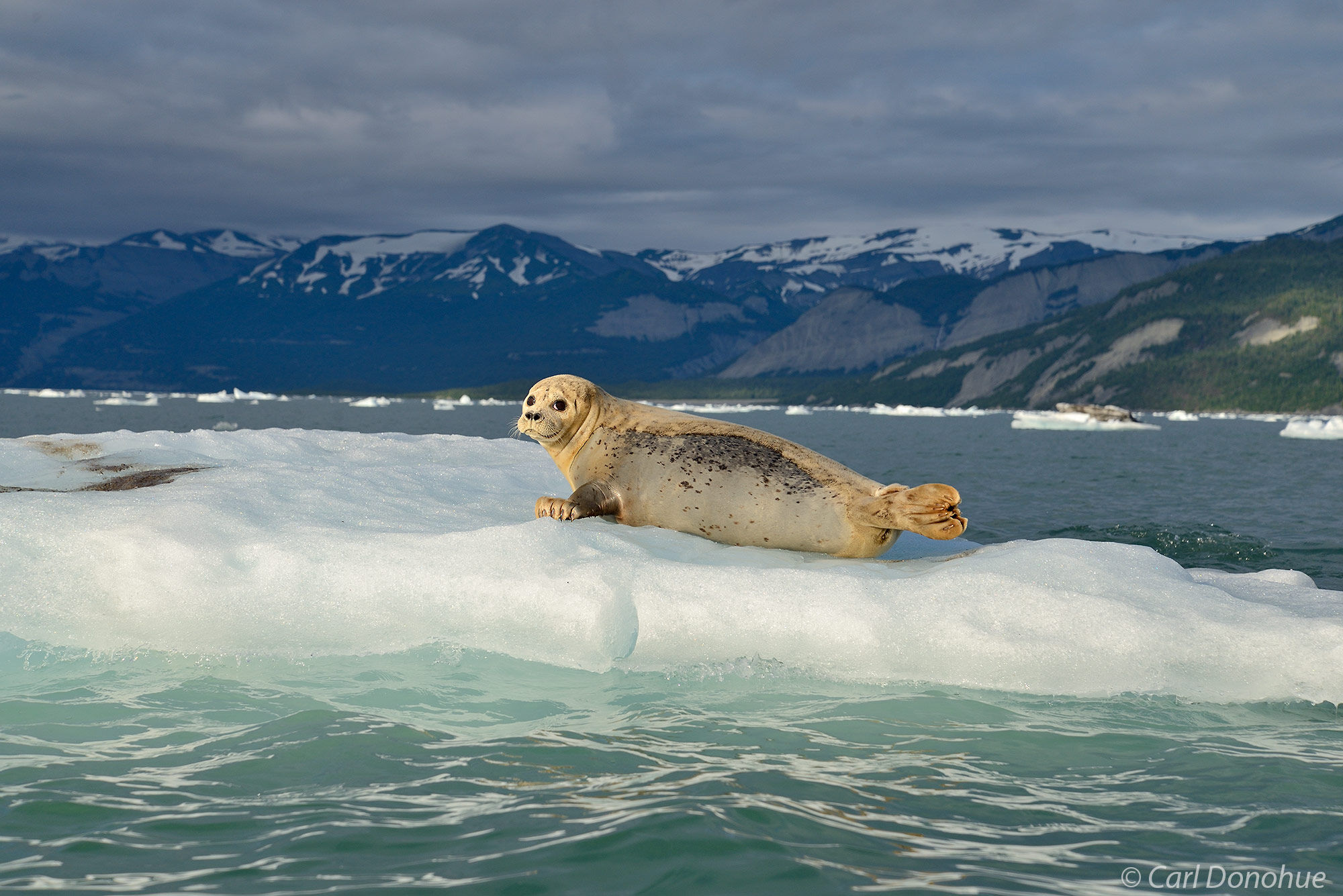 Harbor seal hauled out on an iceberg in the waters of Icy Bay, Wrangell - St. Elias  National Park and Preserve, Alaska.