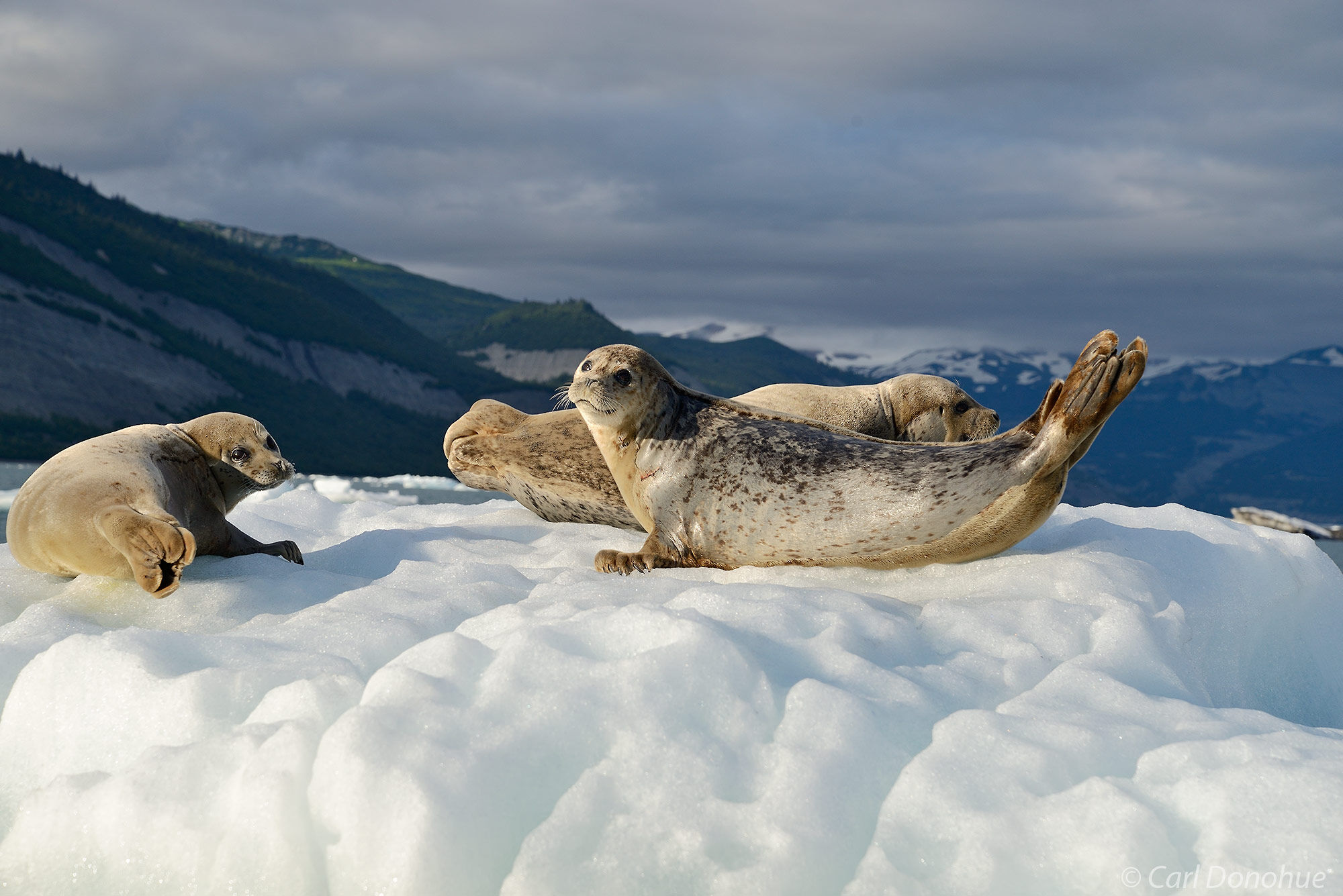 Harbor seal pods hauled out on an iceberg in the waters of Icy Bay, Wrangell - St. Elias  National Park and Preserve, Alaska.