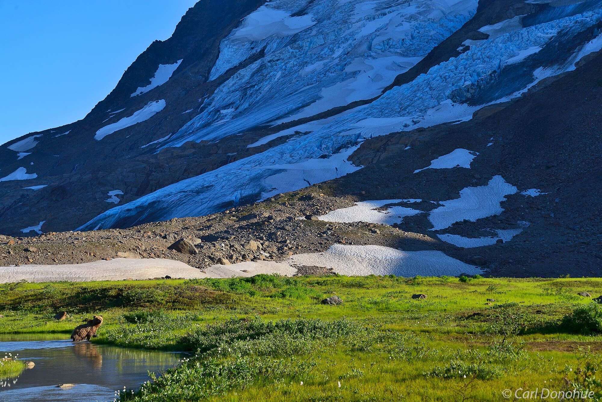 A grizzly bear crossing a stream near a glacier close to Iceberg Lake, Wrangell - St. Elias National Park and Preserve, Alaska...