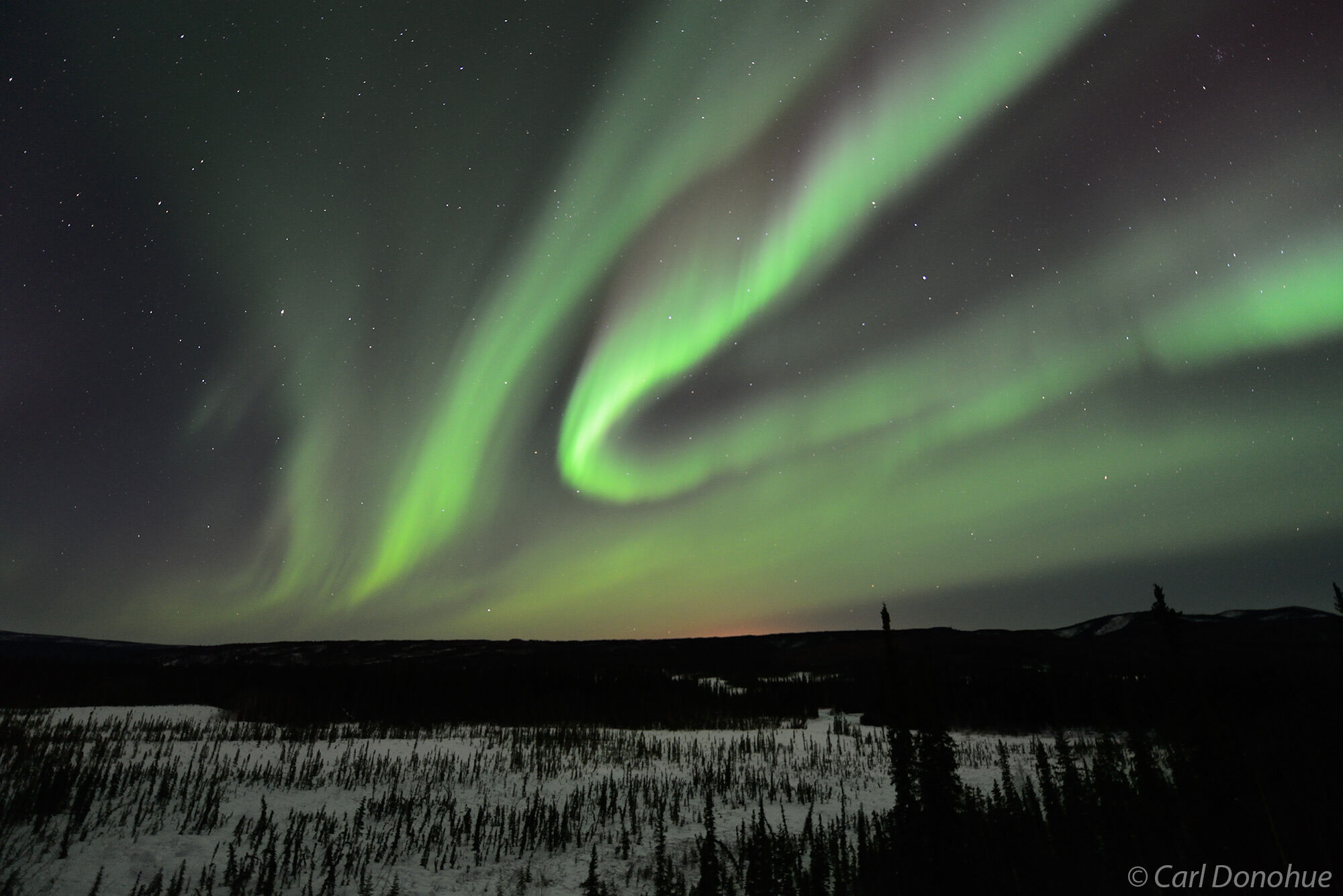 Northern lights and the broken scattered forest of subarctic Alaska.